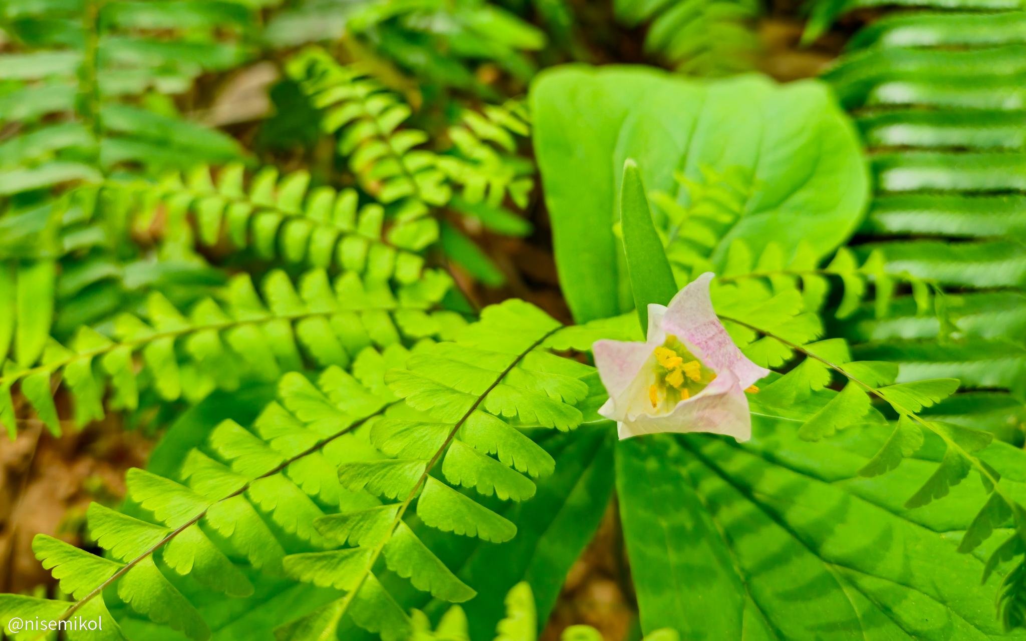 Bright green fern fronds surround a small, delicate pink flower with yellow stamens. The background includes large, broad leaves in varied shades of green, highlighting lush foliage.