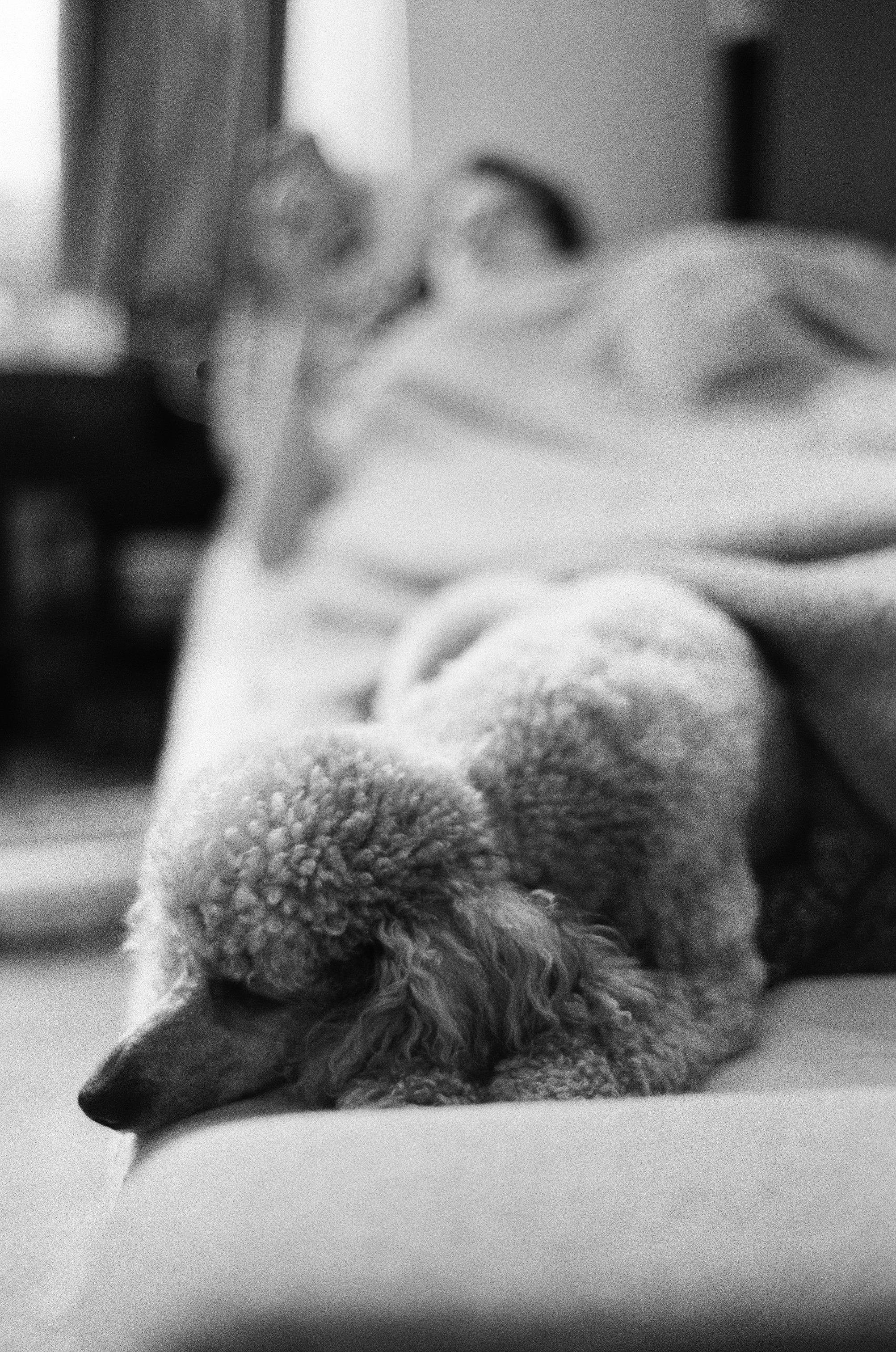 The image shows a black and white photo of a dog lying on the edge of a bed or couch. In the background, there's an out-of-focus person lying down, likely on the same piece of furniture. The scene looks relaxing and cozy.