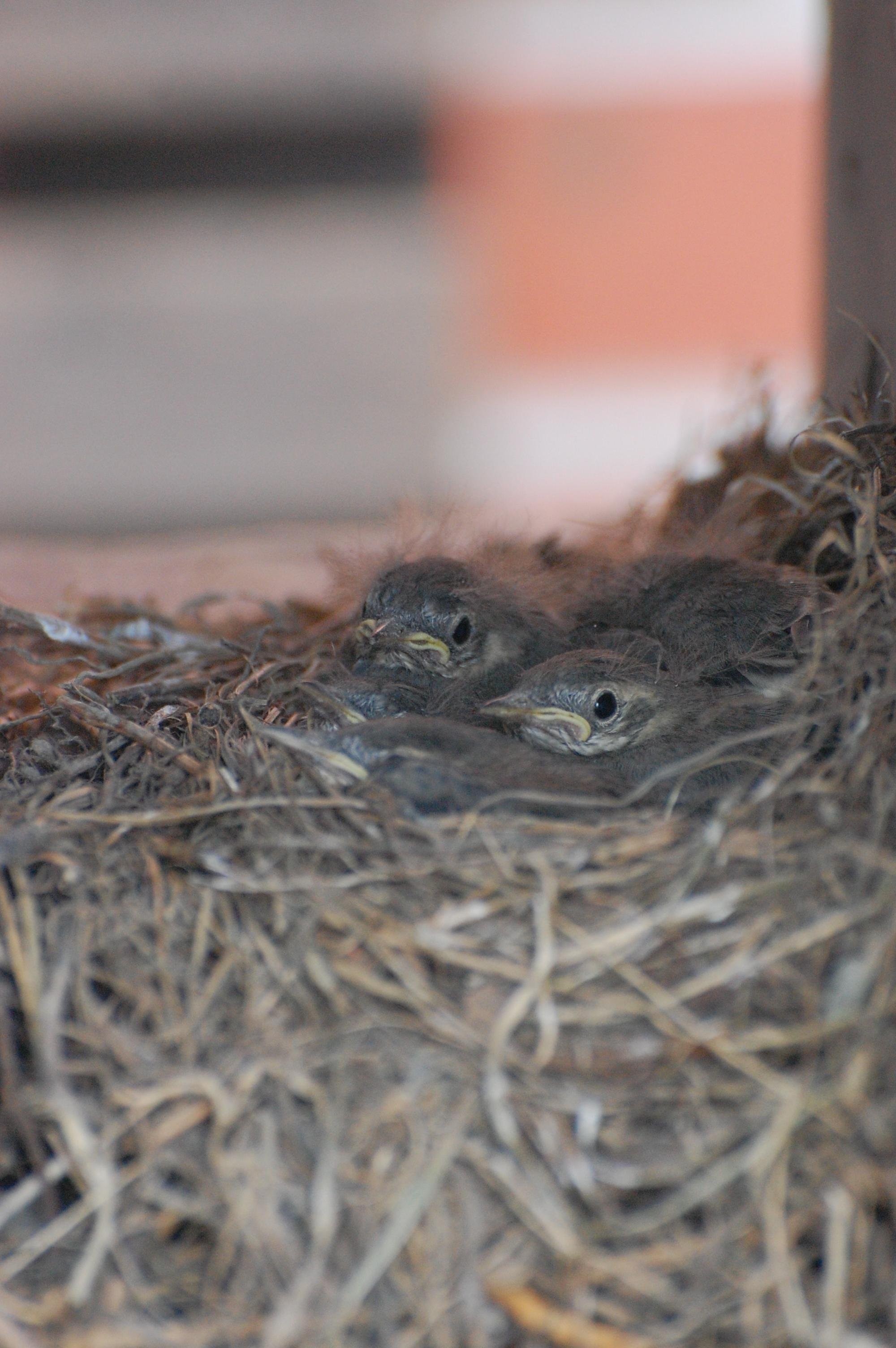 The image shows a nest with several baby birds huddled together.