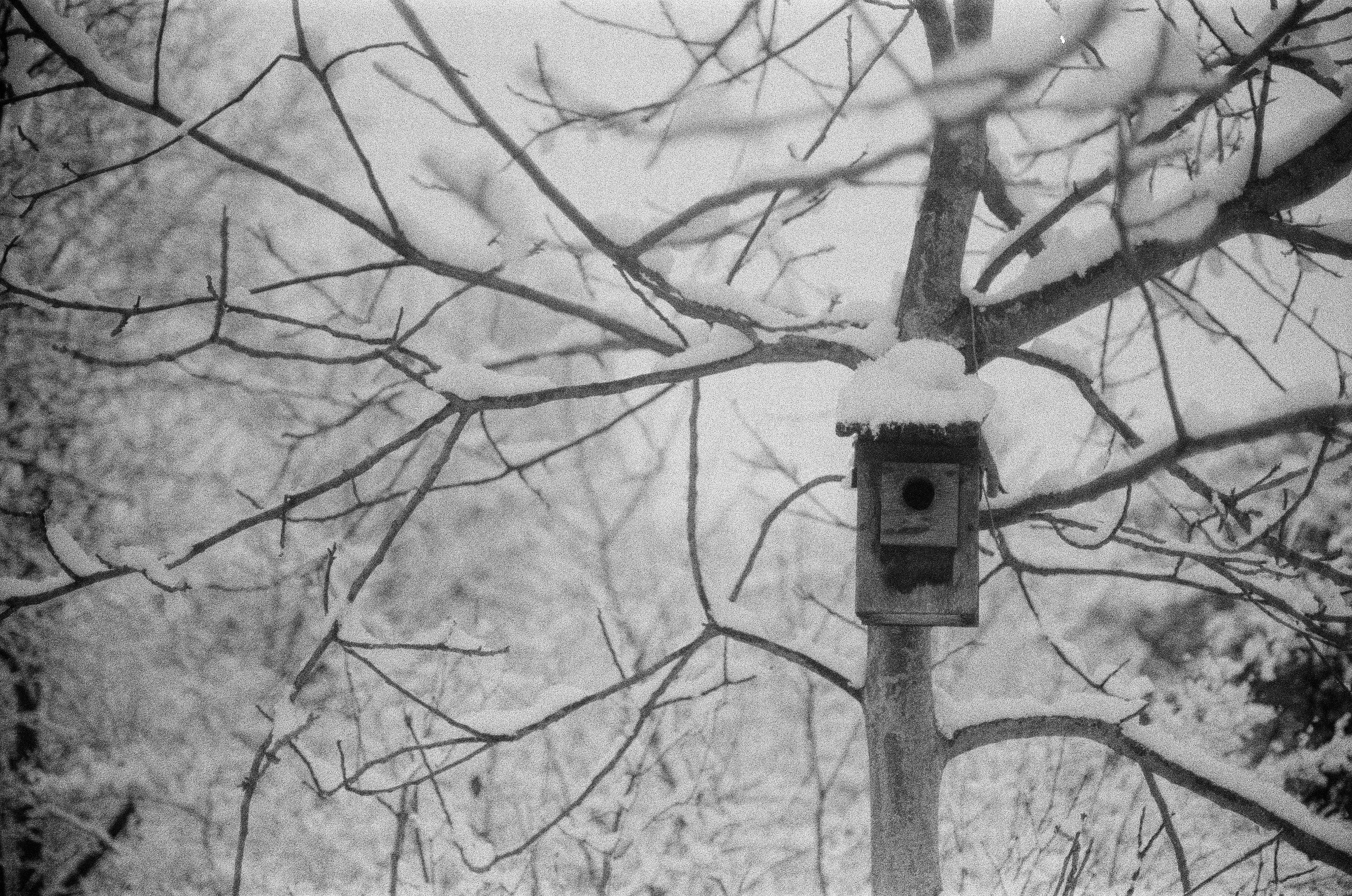 Snow-covered birdhouse mounted on a tree trunk, surrounded by bare branches dusted with snow in a winter woodland scene.