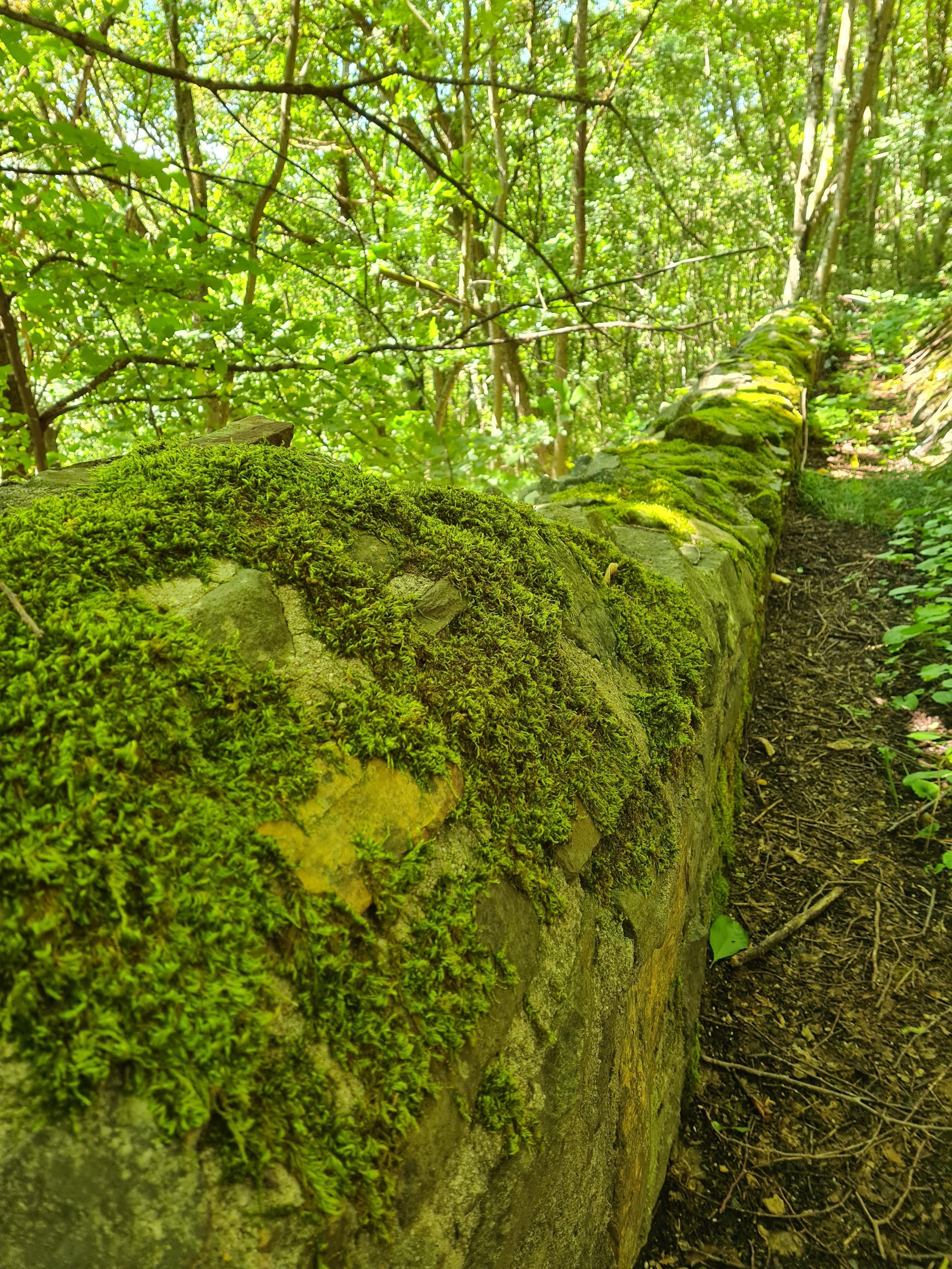 Thick, velvety green moss blankets a low, ancient stone wall that winds through the quiet woods surrounding Burg Greifenstein. Captured in the soft, dappled sunlight of August 2021, the vibrant texture of the moss stands out against the weathered grey and yellow stones of the fortification. The wall stretches deep into the background, following a narrow dirt trail where light filters through the dense canopy of leafy green trees. The scene is incredibly peaceful and lush, feeling like a secret, ancient corner of the Hessen forest where nature is slowly reclaiming the castle's historic outer defenses.