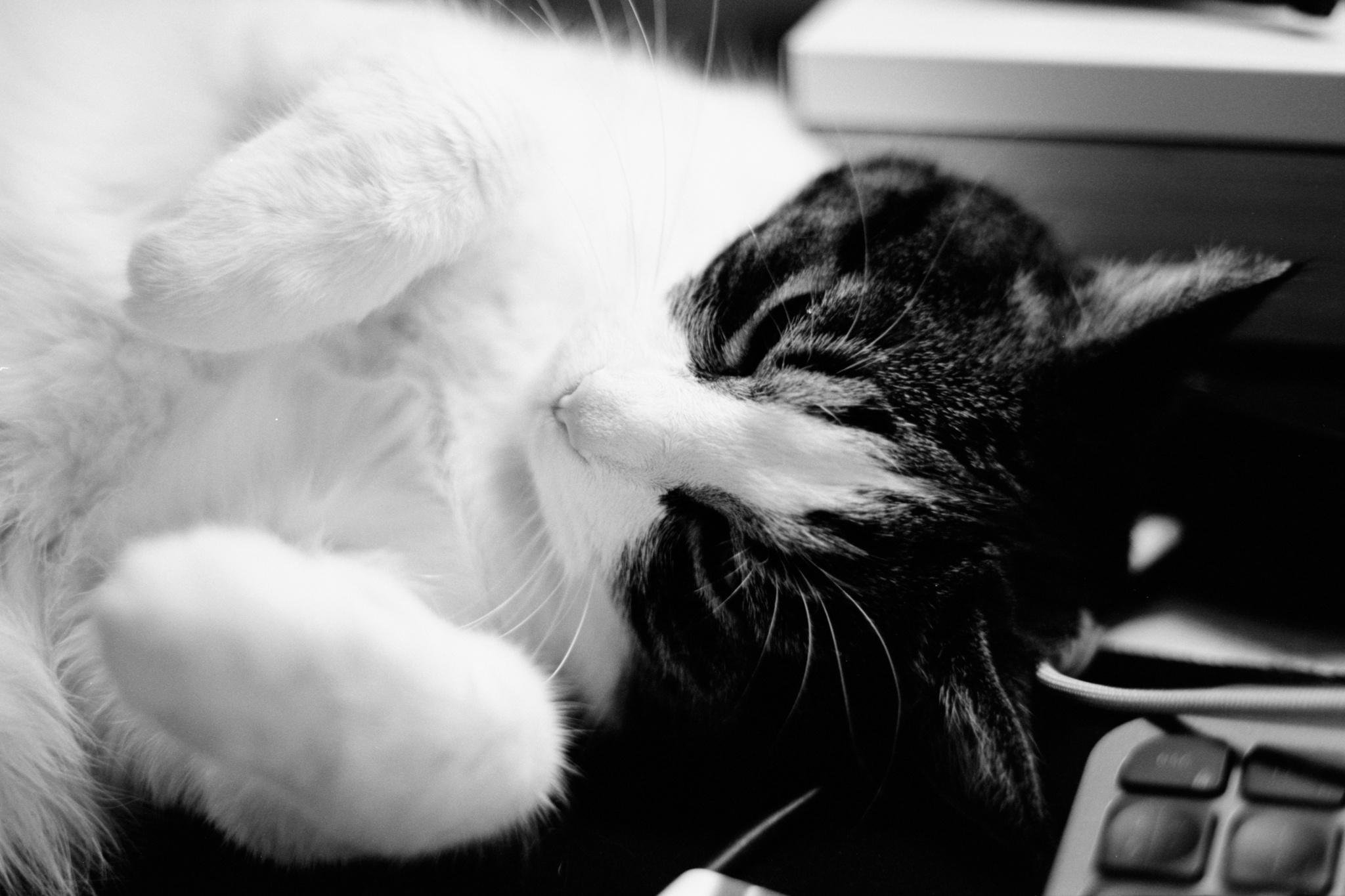 Close-up black-and-white photo of a cat lying on its side with its front paw covering its face, next to a computer keyboard and desk items in the background.
