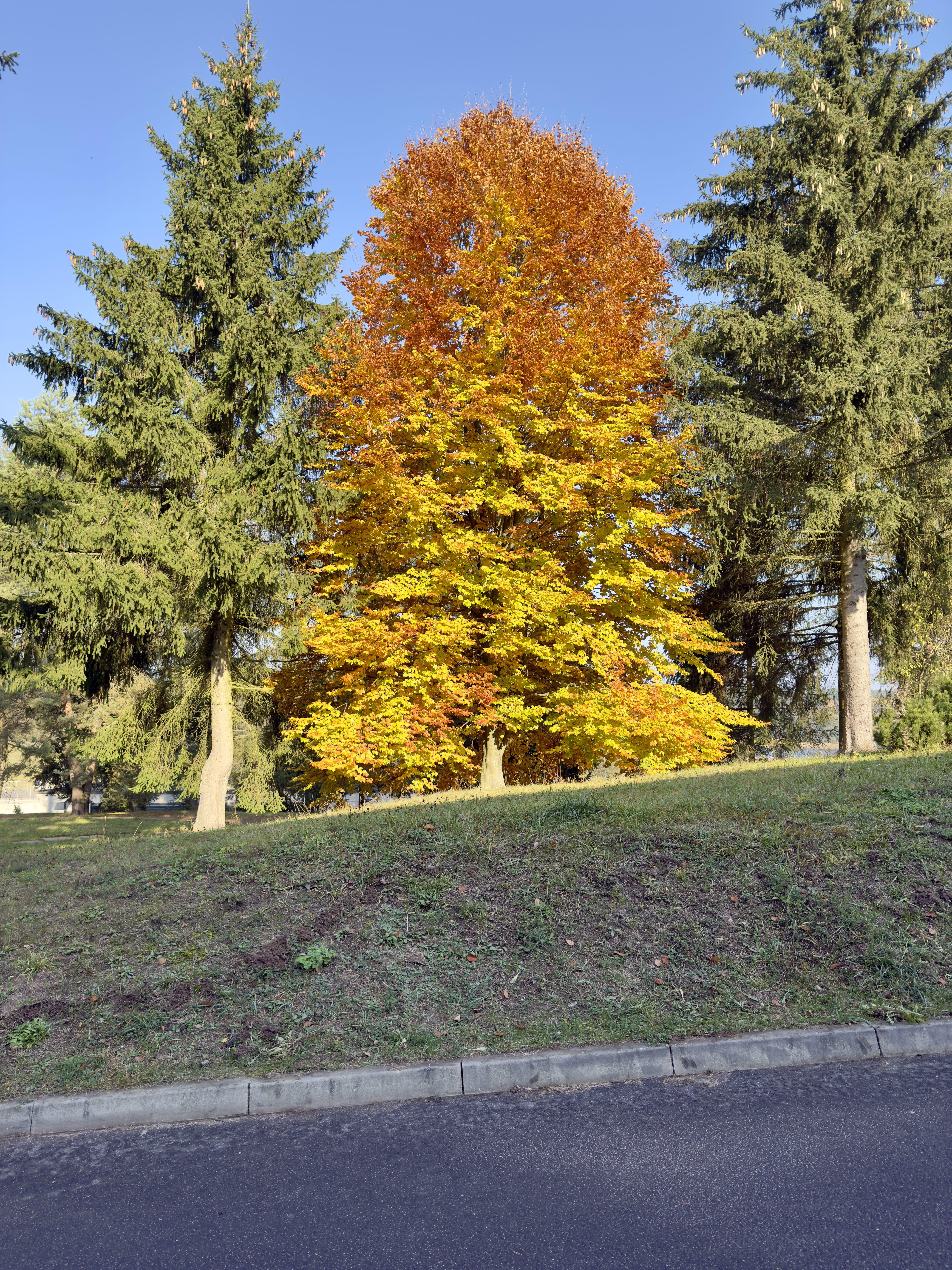 The image shows a landscape with trees, including one with autumn foliage displaying a mix of yellow and orange leaves, surrounded by evergreen trees. The sky is clear and blue, and there's a patch of grass and pavement in the foreground.