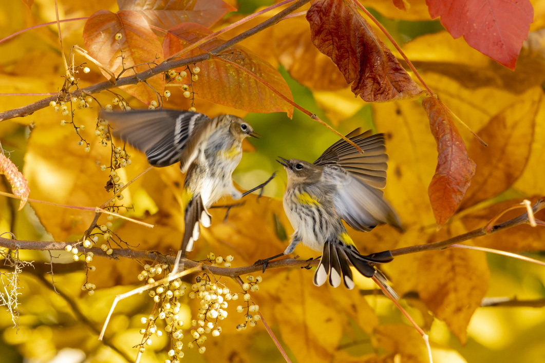 header profile