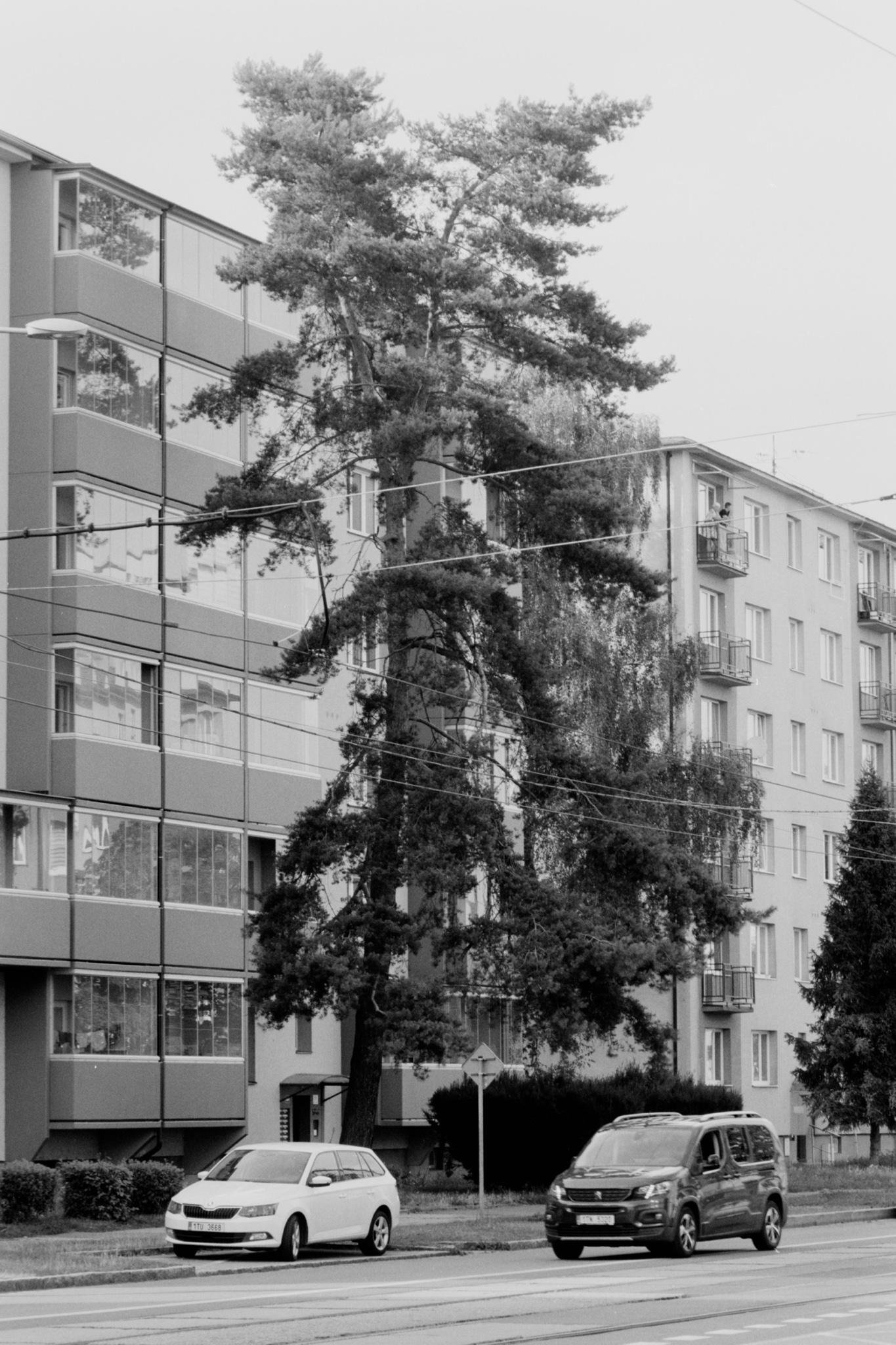 Black-and-white street scene with a tall pine tree in front of mid-rise apartment buildings; overhead trolley wires cross the frame, and two cars are on the road in the foreground.