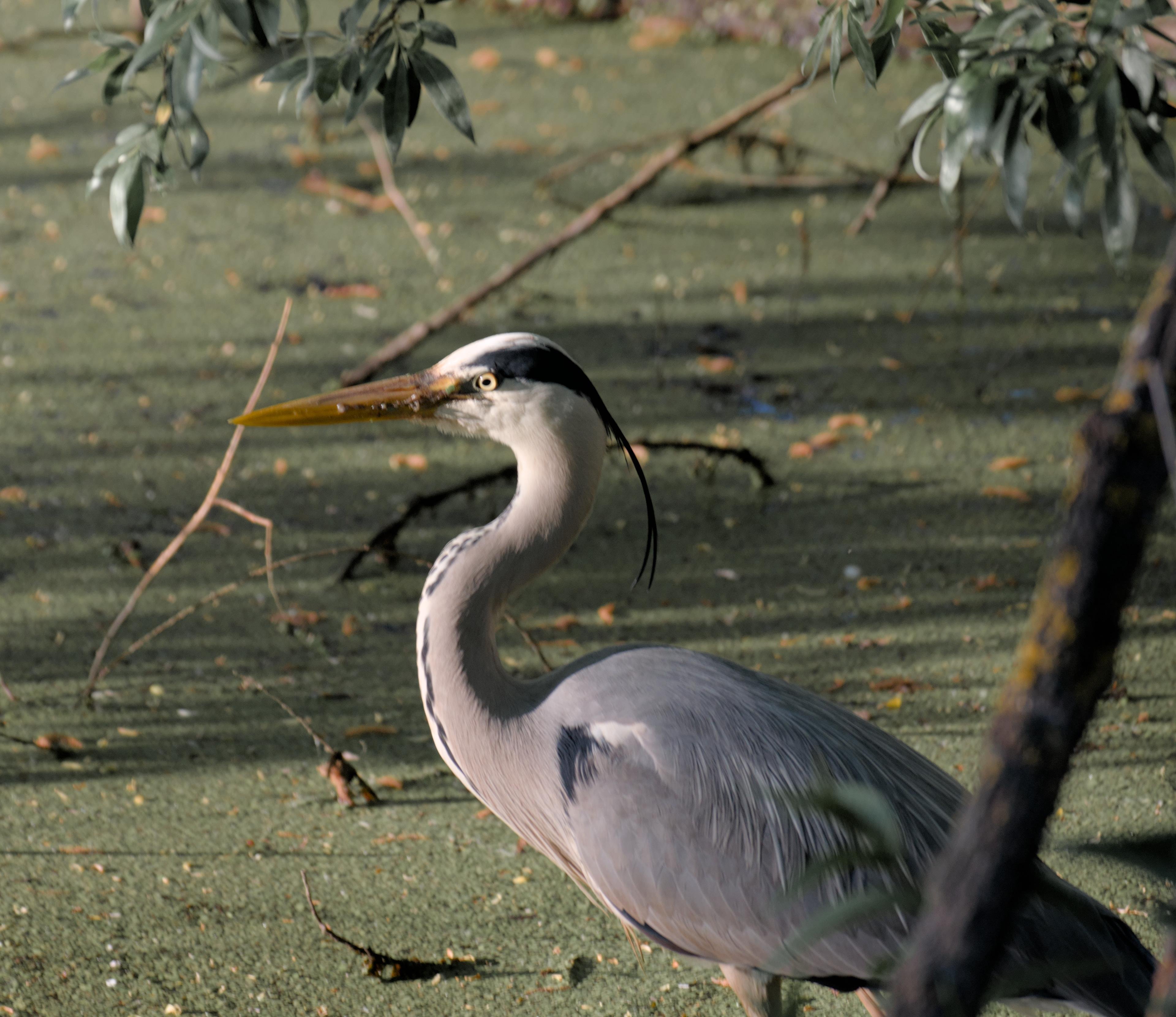 The image shows a heron standing in a natural setting, likely near water. The background consists of greenery and branches. The heron has a long neck and a pointed beak.