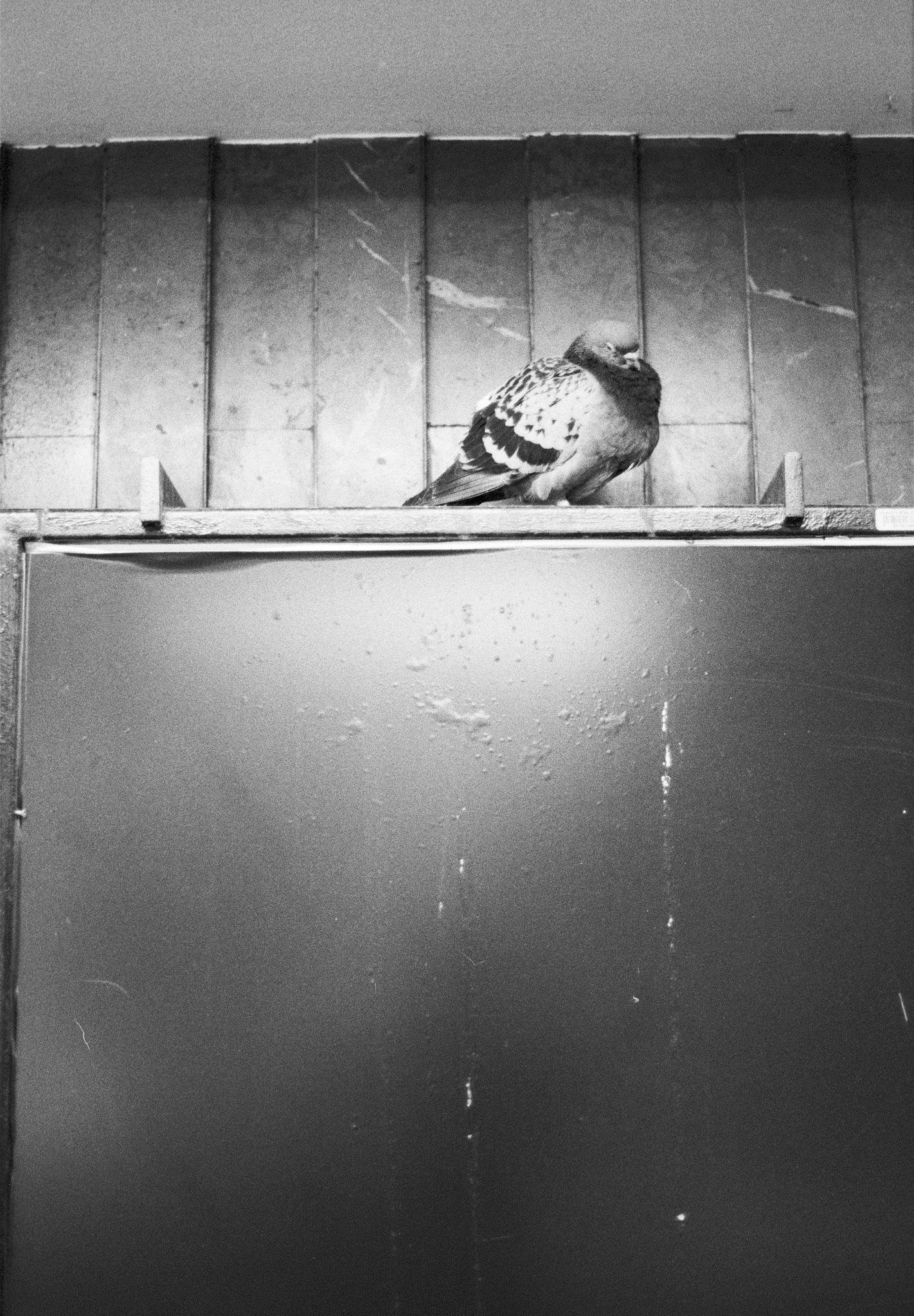 Black-and-white photo of a pigeon perched on a narrow wooden ledge above a smooth metal panel, with vertical wooden wall boards in the background.