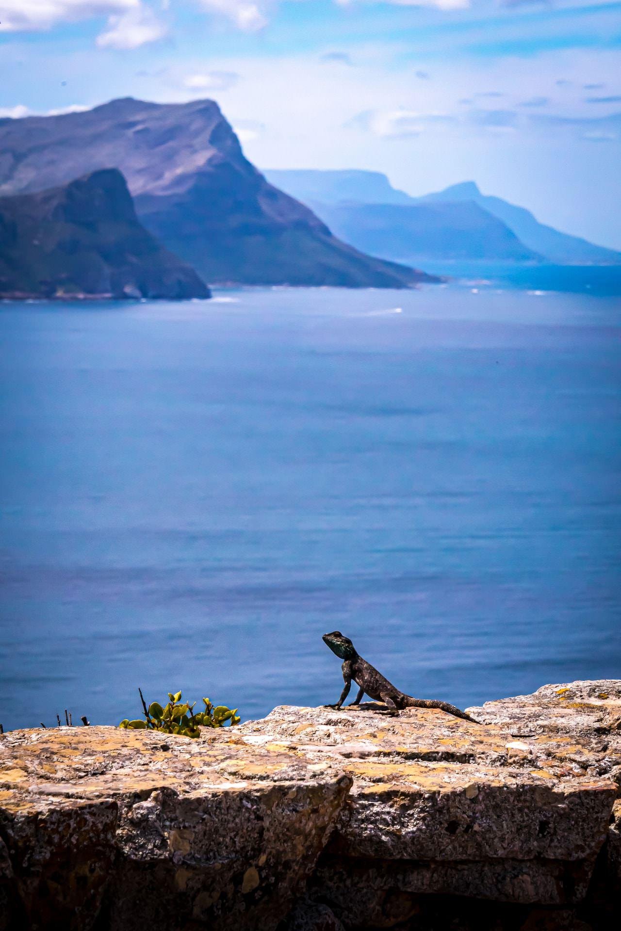 The image shows a lizard on a rocky ledge with a scenic backdrop of a calm ocean and mountainous landscape in the distance. The sky is partly cloudy, creating a picturesque and serene environment.
