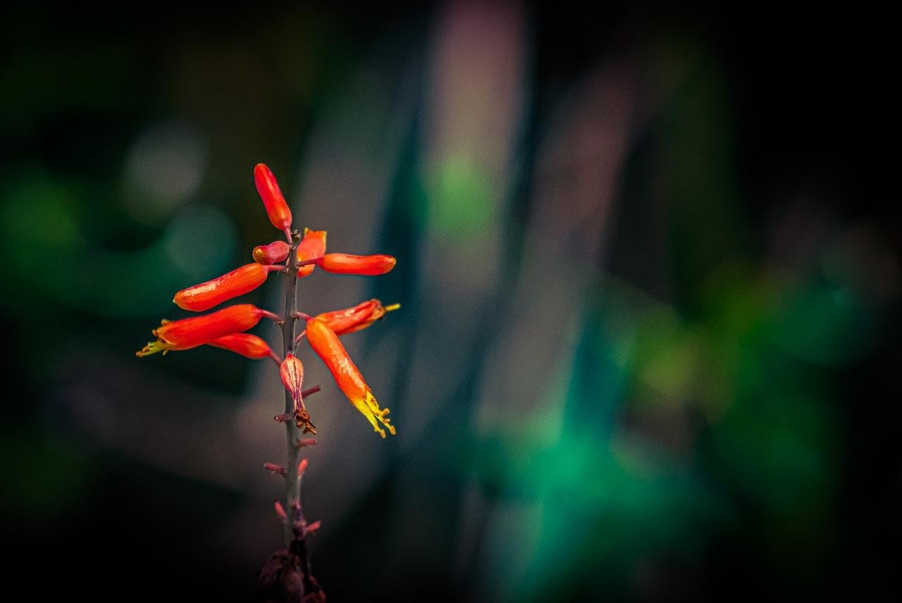 The image shows a plant with red tubular flowers. The background is blurred, highlighting the flowers in the foreground, giving the photo a vibrant and colorful appearance.