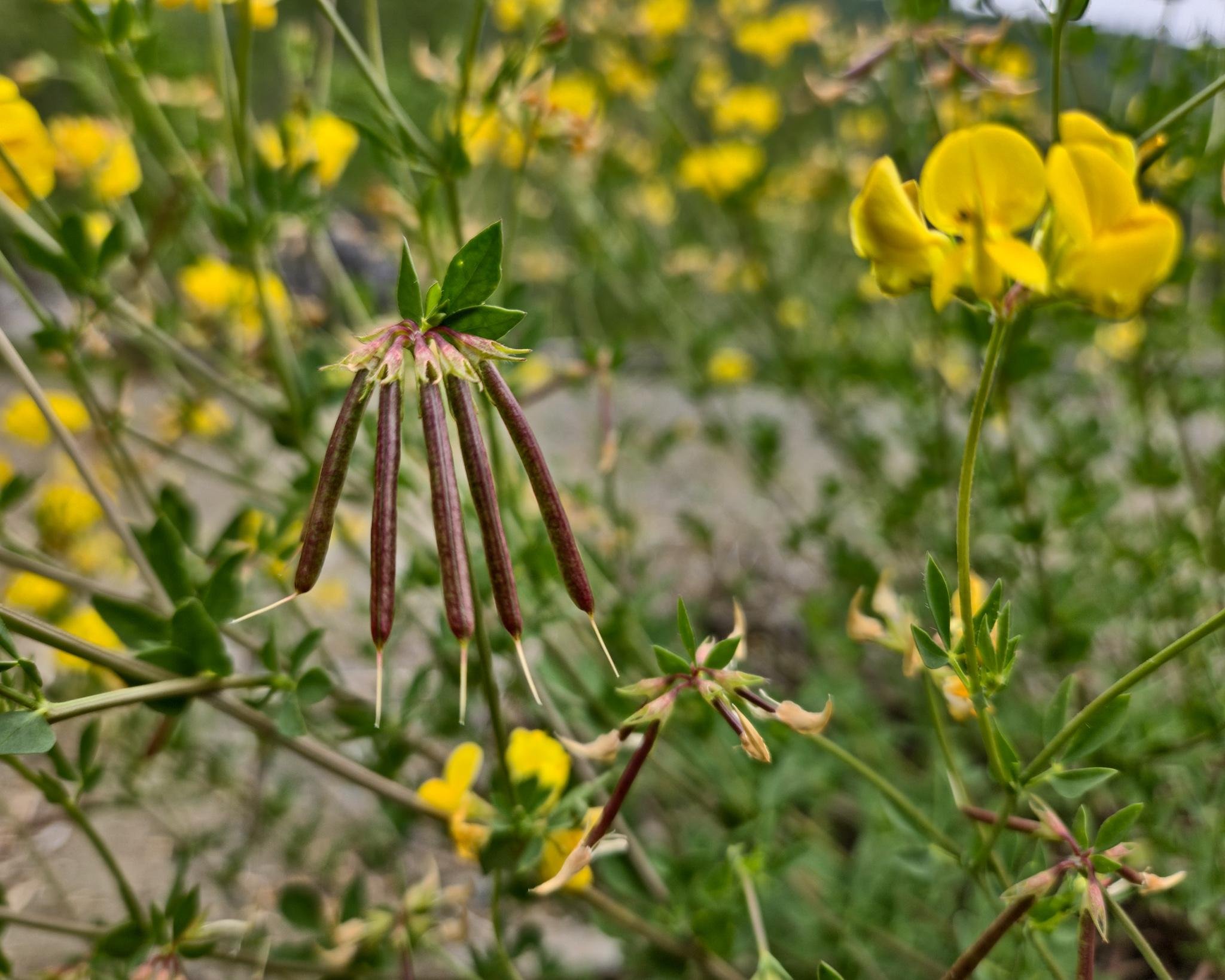 Bright yellow flowers and long, slender seed pods on a leafy plant in the foreground. Blurred background of more yellow flowers and greenery, providing a natural, vibrant setting.