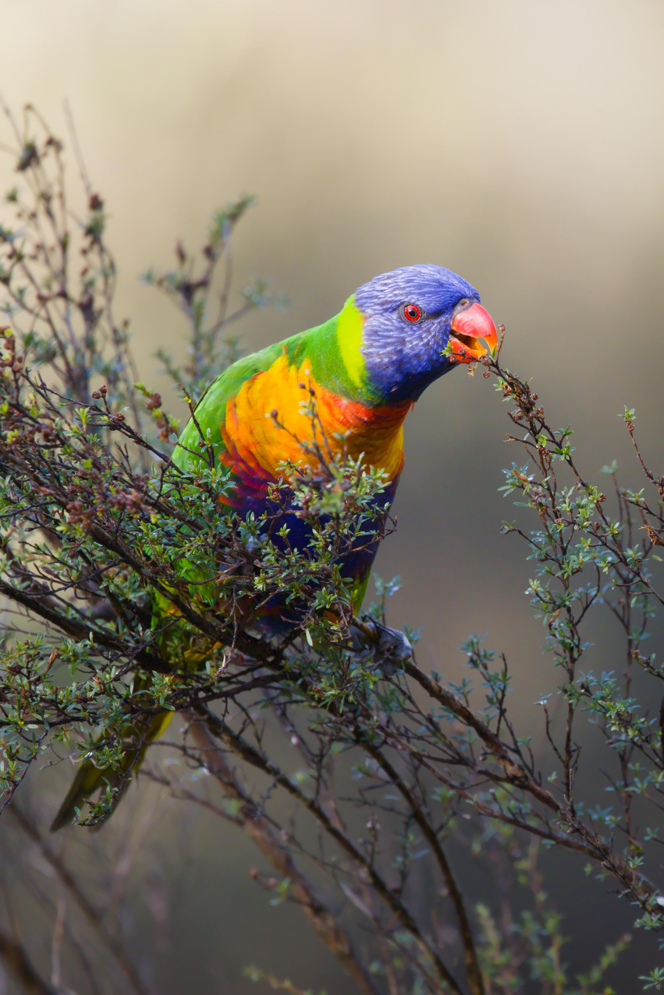 A Rainbow lorikeet perched on thin shrub branches, holding a twig in its red beak against a blurred beige background.