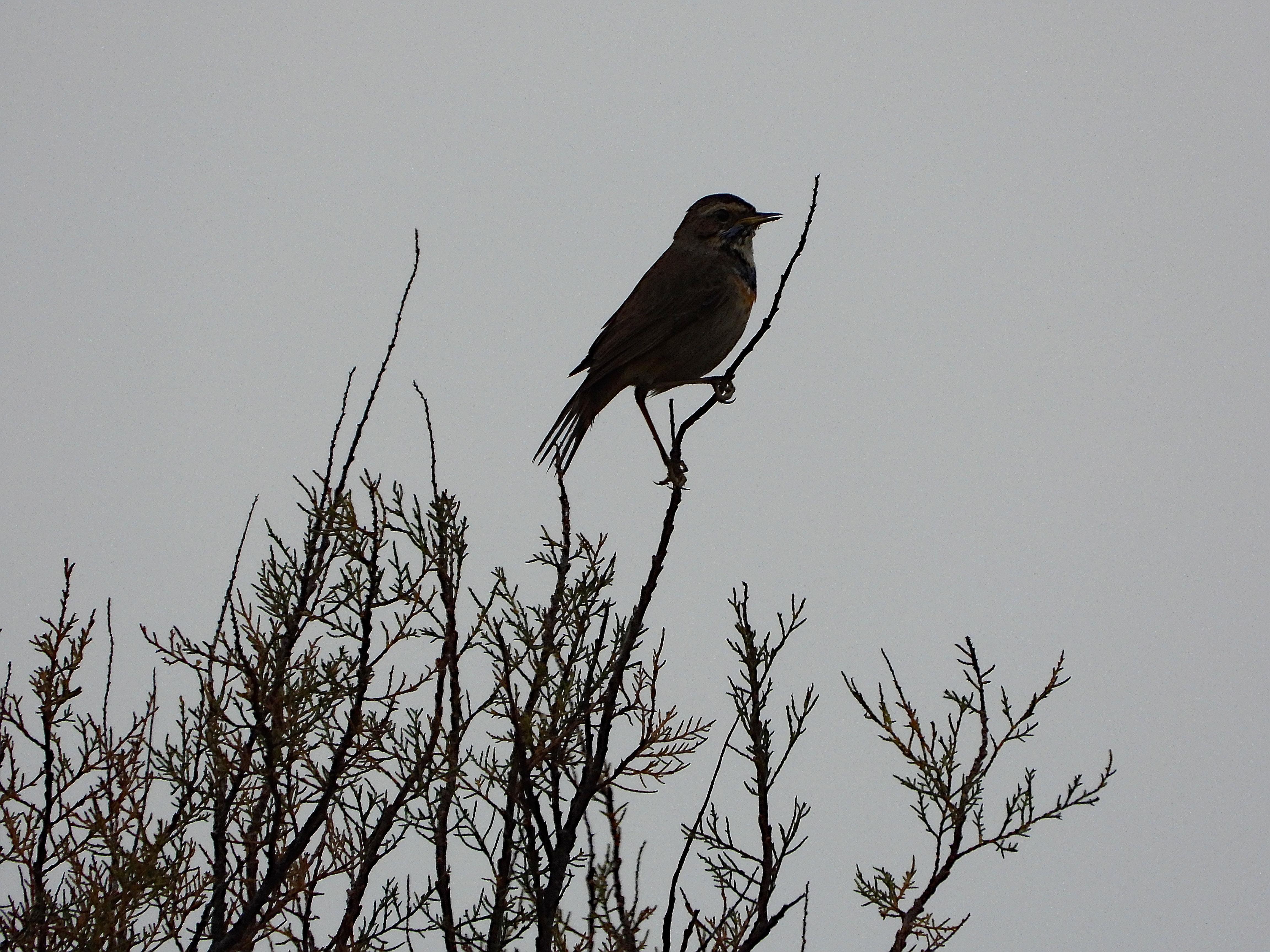 El pájaro está posado en lo alto de un arbusto. El cielo está totalmente gris.

Es un pajarillo de figura rechoncha, cola larga y pico fino, con un plumaje en el que destaca su pechera manchada de azul, perfilada por una fina franja negra, rodeada a su vez por una más ancha banda anaranjada. Además posee unas bigoteras teñidas de azul. Hay poca luz y los colores solamente se entreven.

Si estás leyendo este texto es porque tienes dificultades de visión y espero que te haya ayudado a ver la imagen. Si no ha sido así, te agradecería los comentarios.
Si lo has leído aunque ves la imagen sin problemas recuerda que debes poner un texto alternativo en tus archivos multimedia para que todo el mundo pueda disfrutarlos.