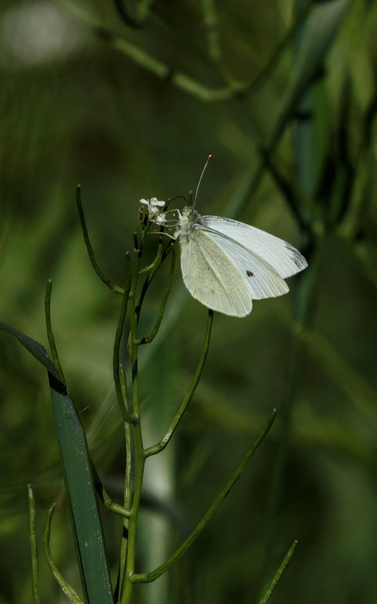 A small white (Pieris rapae) feeding on garlic mustard (Alliaria petiolata).