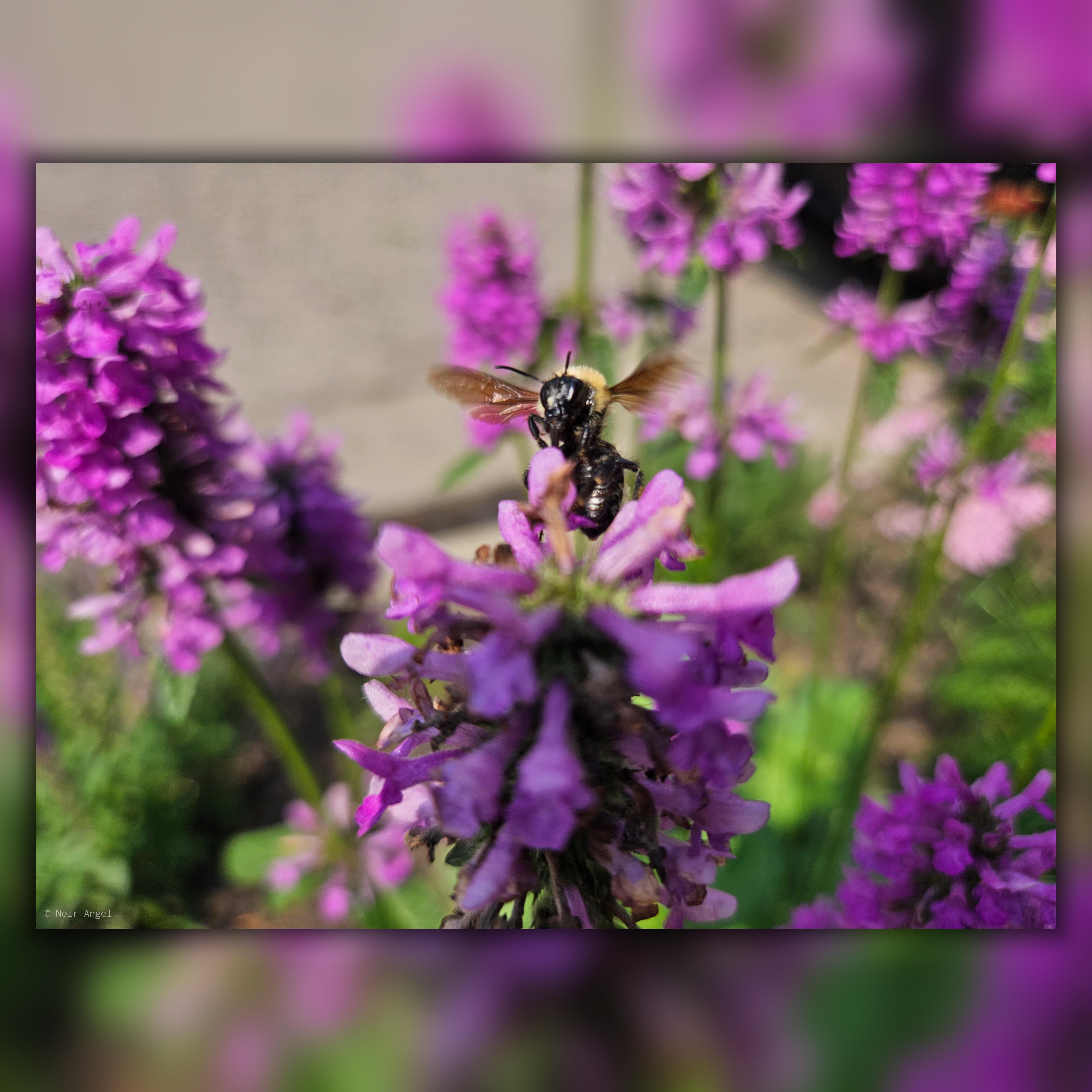 The image shows a bee hovering over a cluster of vibrant purple flowers. The focus is on the bee and the flowers, with a blurred background that highlights the natural setting.