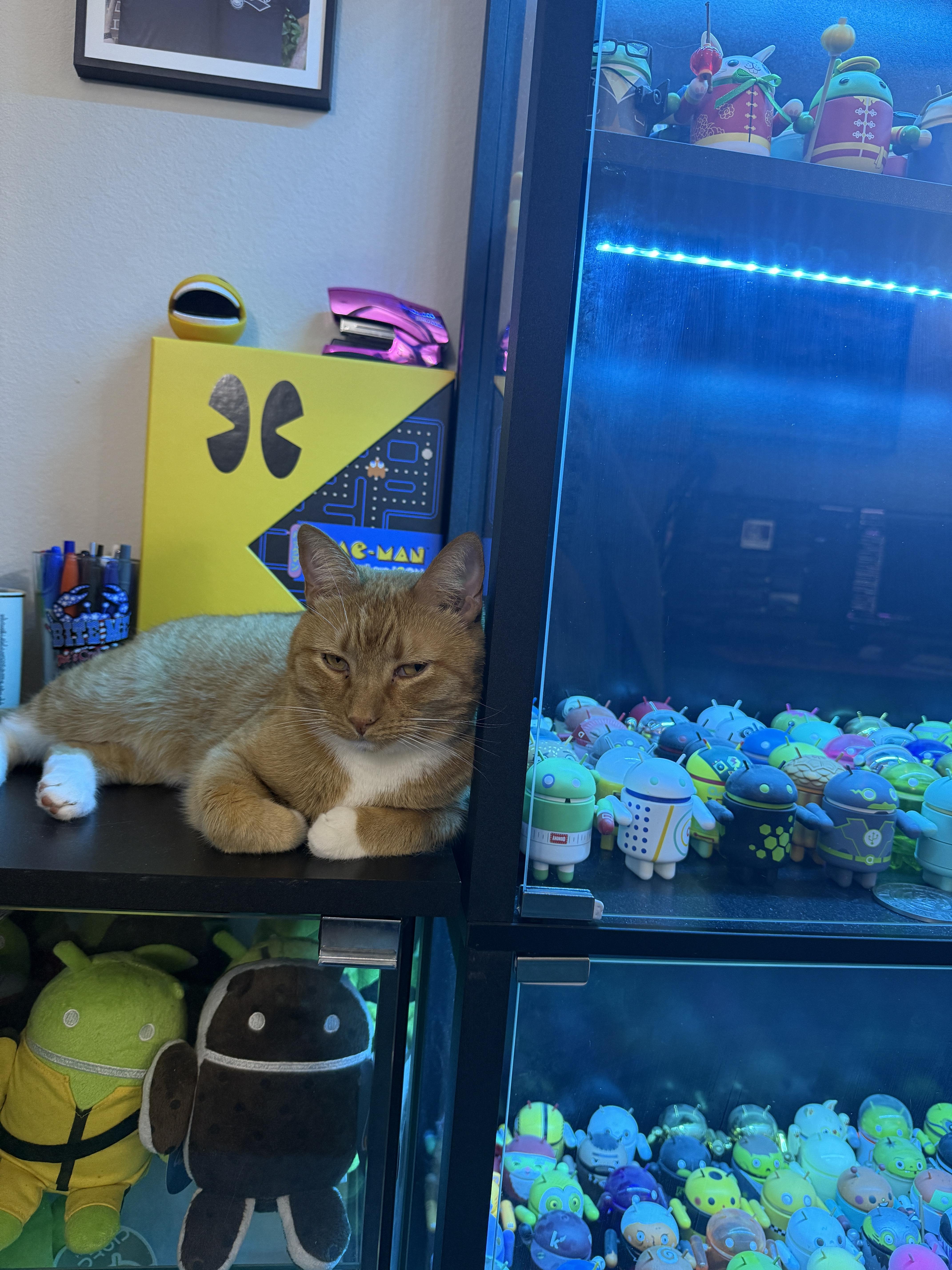 An orange cat with white paws and chest is laying on a black shelf, with its front paws crossed. Behind the cat is a yellow Pac-Man canvas, a cup of pens, and a purple stapler. Below the cat on the shelf are two Android plushies, one green and one black. To the right of the cat is a black display case filled with Android figurines, lit with blue LED lights. The top shelf of the case has figures wearing red and gold outfits, the middle shelf is full of Android figures with different patterns and colors, and the bottom shelf is full of more Android plushies in different colors. In the top left corner of the image is a framed picture on the wall.