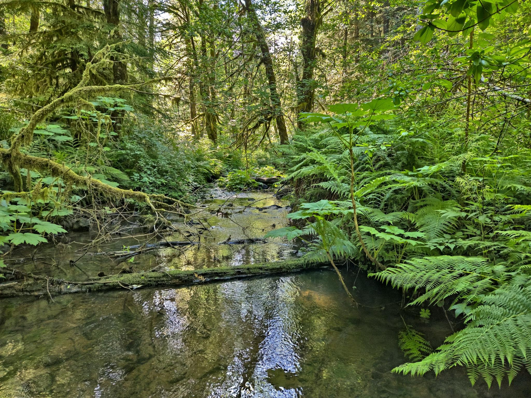 Dense forest with tall trees and abundant green foliage surrounds a shallow stream. The stream reflects light and is bordered by ferns and moss-covered branches. Sunlight filters through the canopy, creating dappled patterns on the forest floor.