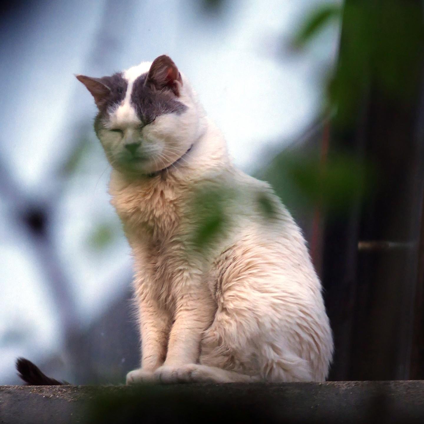 This image shows a fluffy white and gray cat sitting on a surface, with its eyes closed. The background is blurred and there are some green leaves partially obscuring the view.