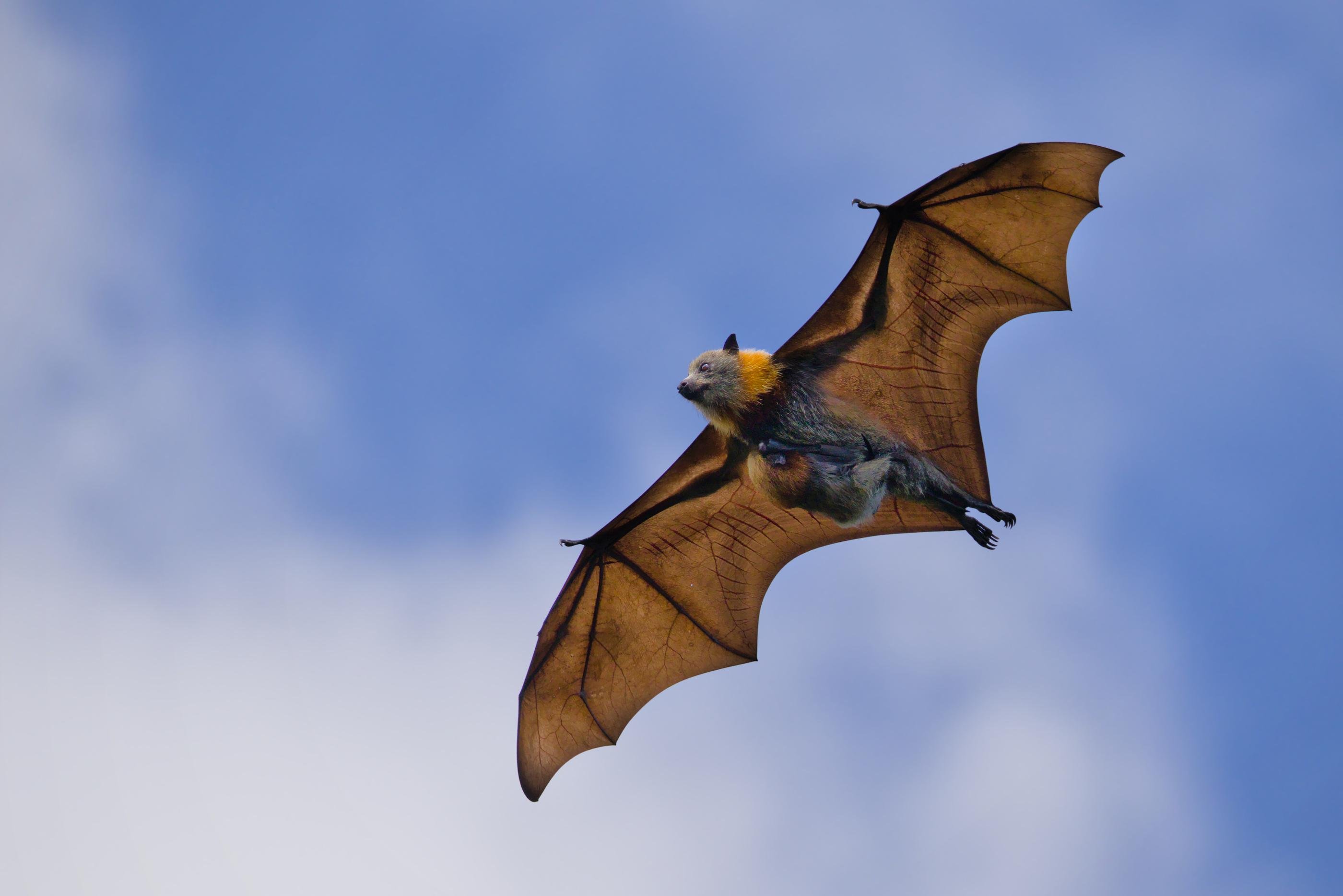 A female Grey-headed flying fox with its pup in mid-flight with wings fully spread, showing translucent brown wing membranes and a light-colored face, against a blue sky with soft clouds.