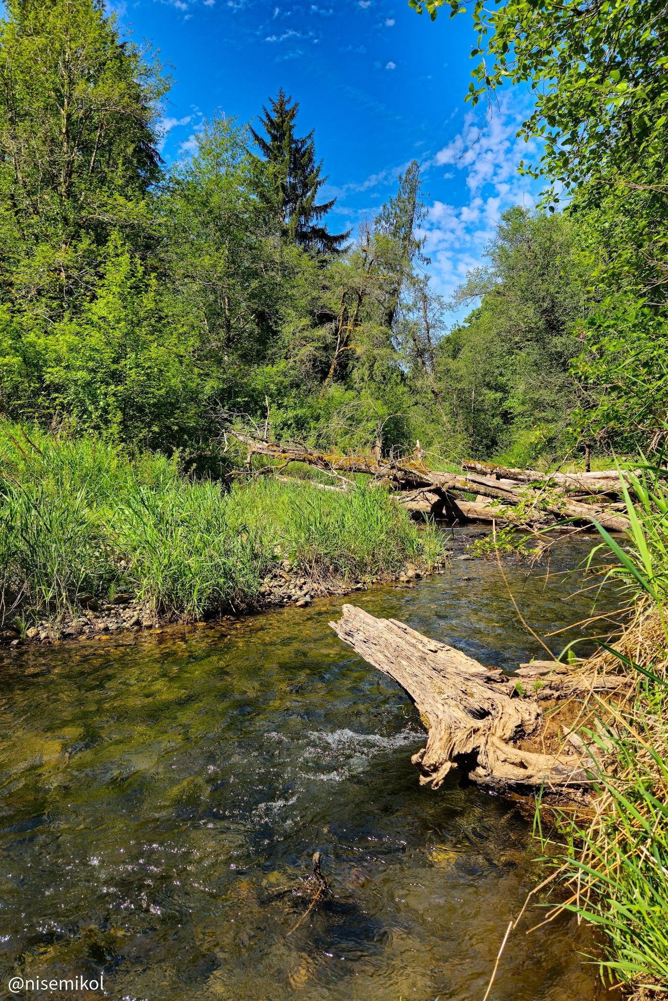 Clear, shallow stream flowing through a lush forest with dense green foliage on both sides. Several logs and branches are scattered across the stream and banks. The sky is bright blue with a scattering of white clouds.