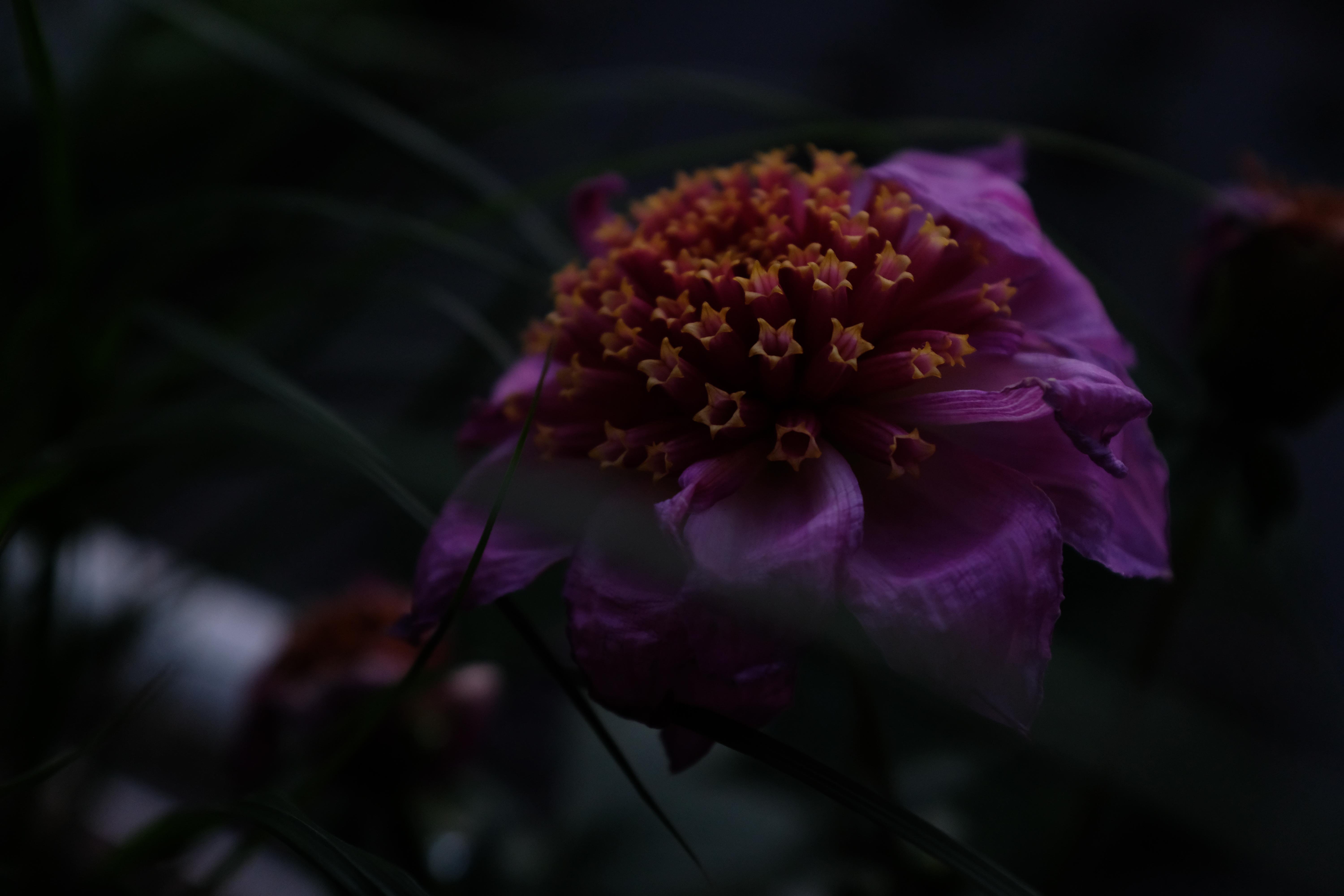Close-up of a vibrant purple flower with ruffled petals and a dense cluster of yellow star-shaped stamens. The background appears blurred and dark, with hints of greenery.