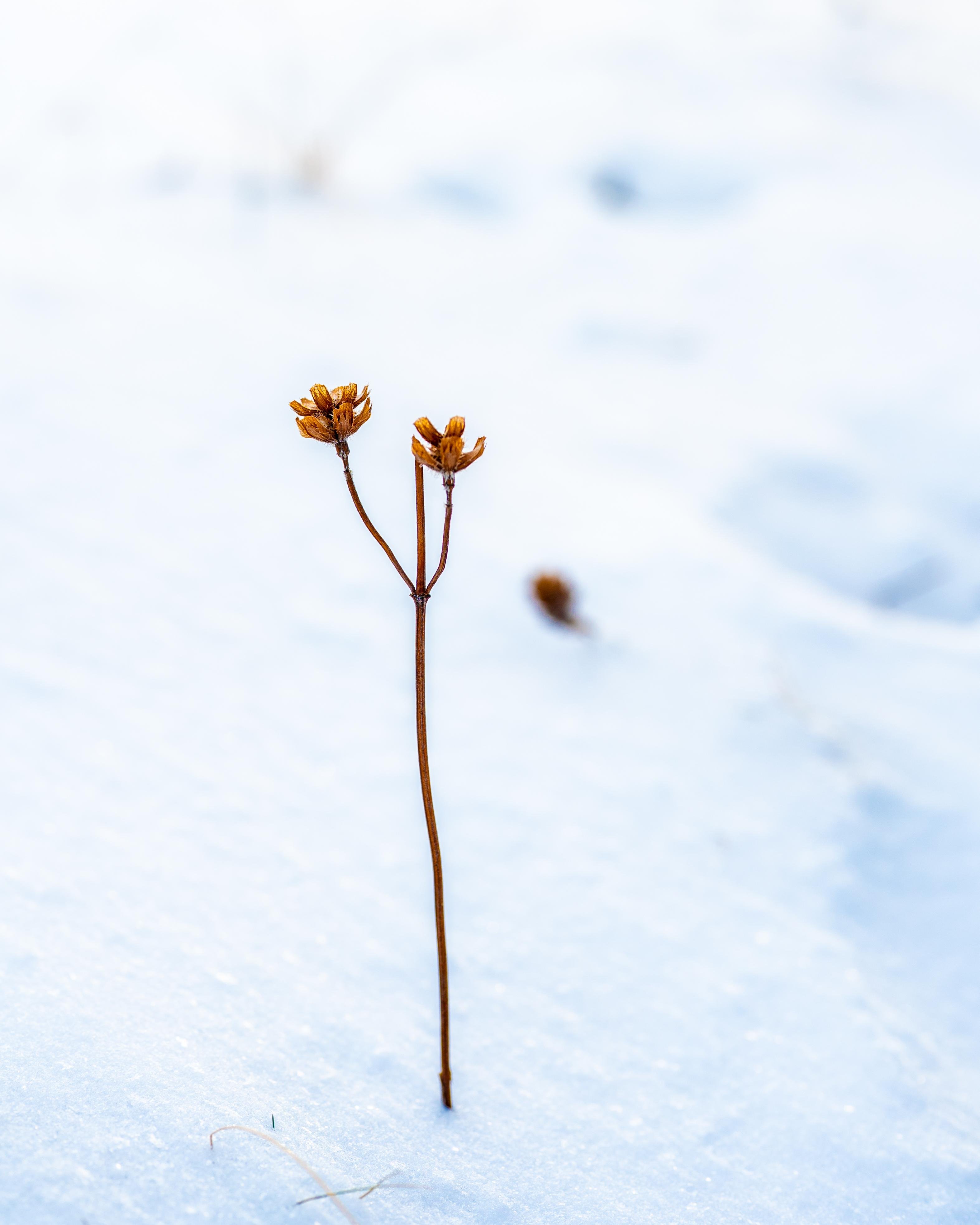 The image shows a single dried plant standing in a snowy environment. The plant has two stems with small, dried seed pods or flowers at the tops. The background is predominantly white, indicating a snow-covered ground.