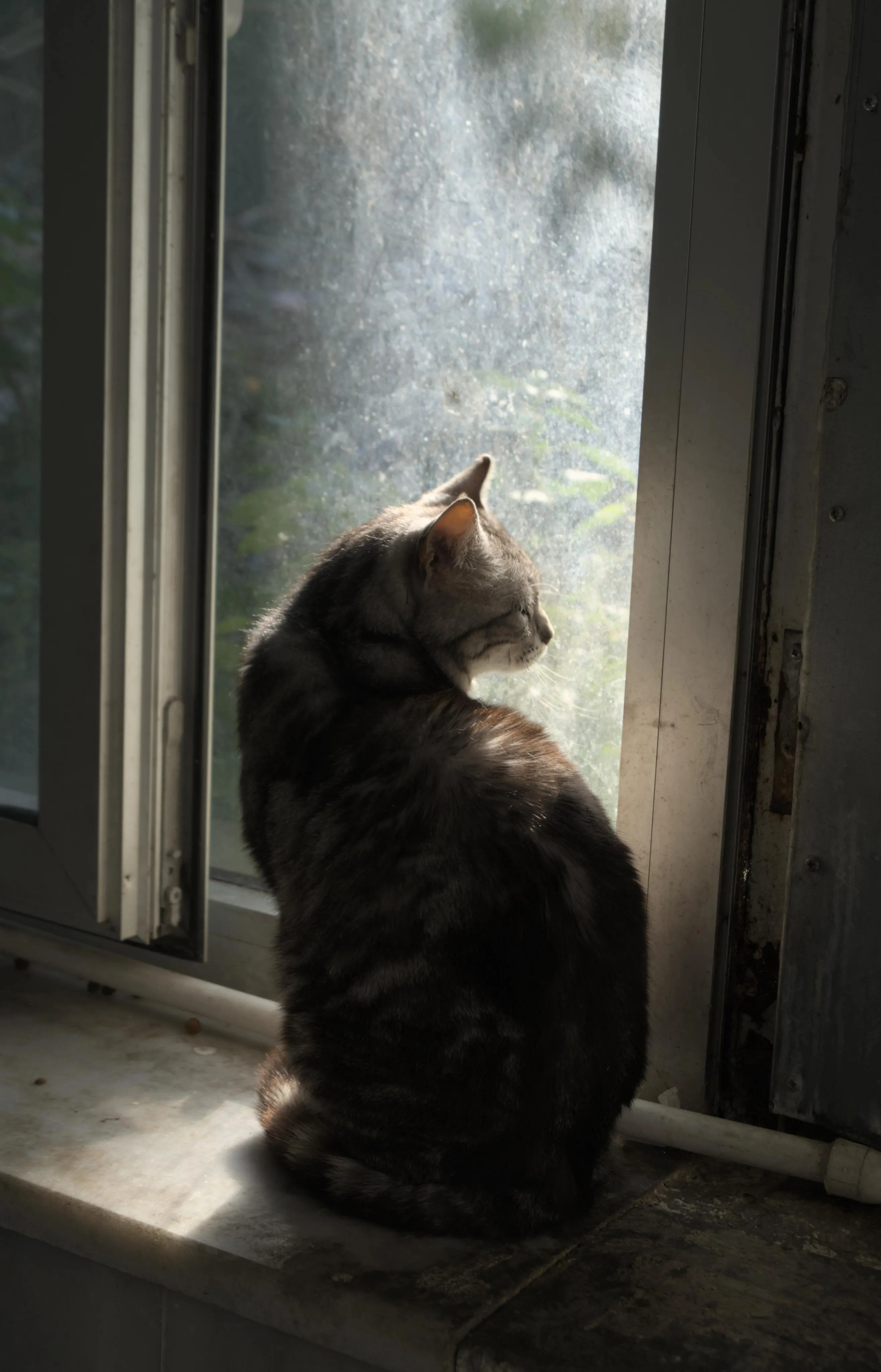 Photograph of a tabby cat sitting inside by a window and looking through the window, turning its back to the camera. The window projects diffuse light onto the cat's profile face. The other side of the window appears green from vegetation such as tree leaves.