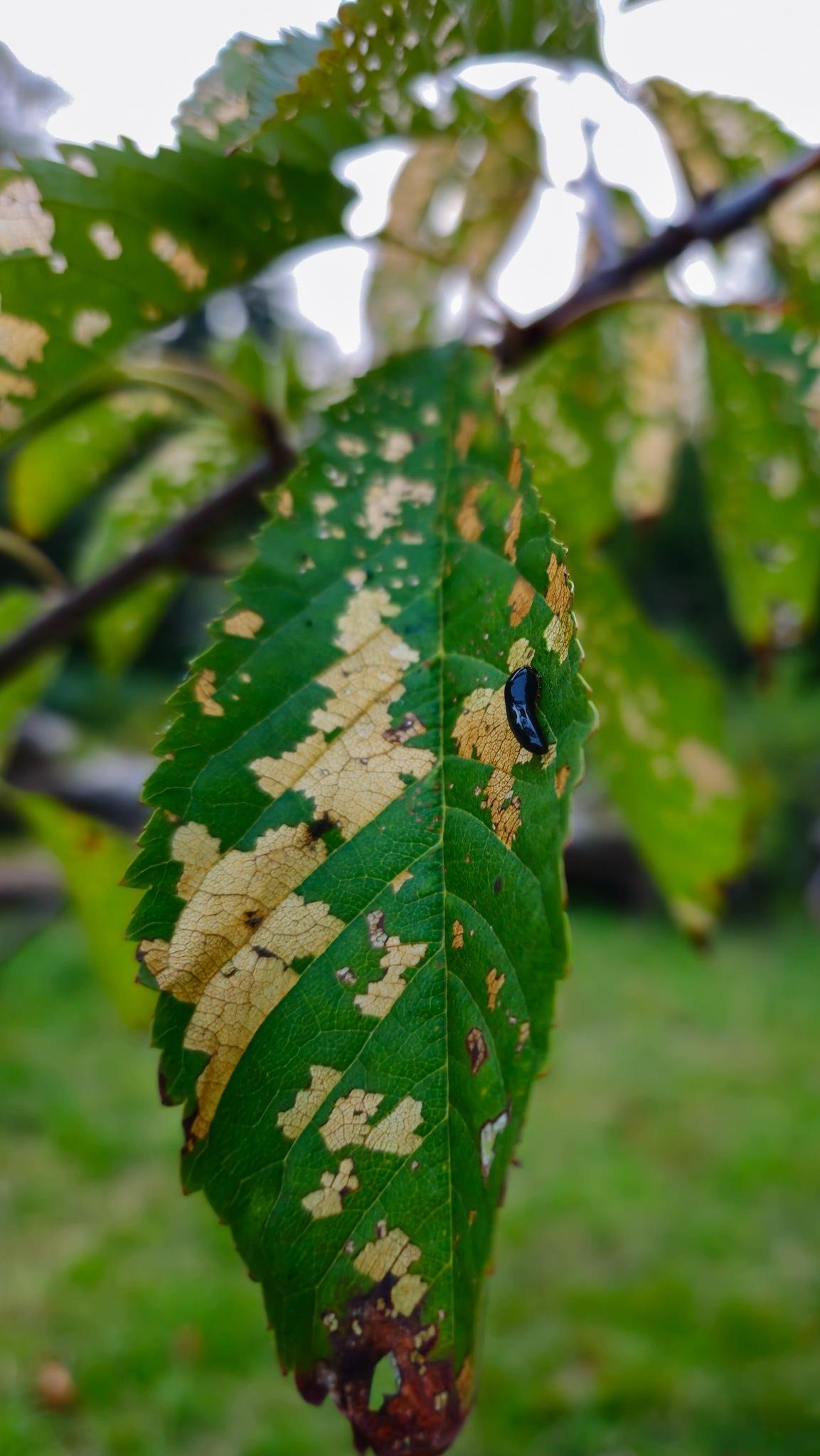 Close-up of a green, serrated leaf with tan blotches and a dark damaged tip, with a small shiny black slug-like creature near the center-right; blurred branches and foliage in the background.