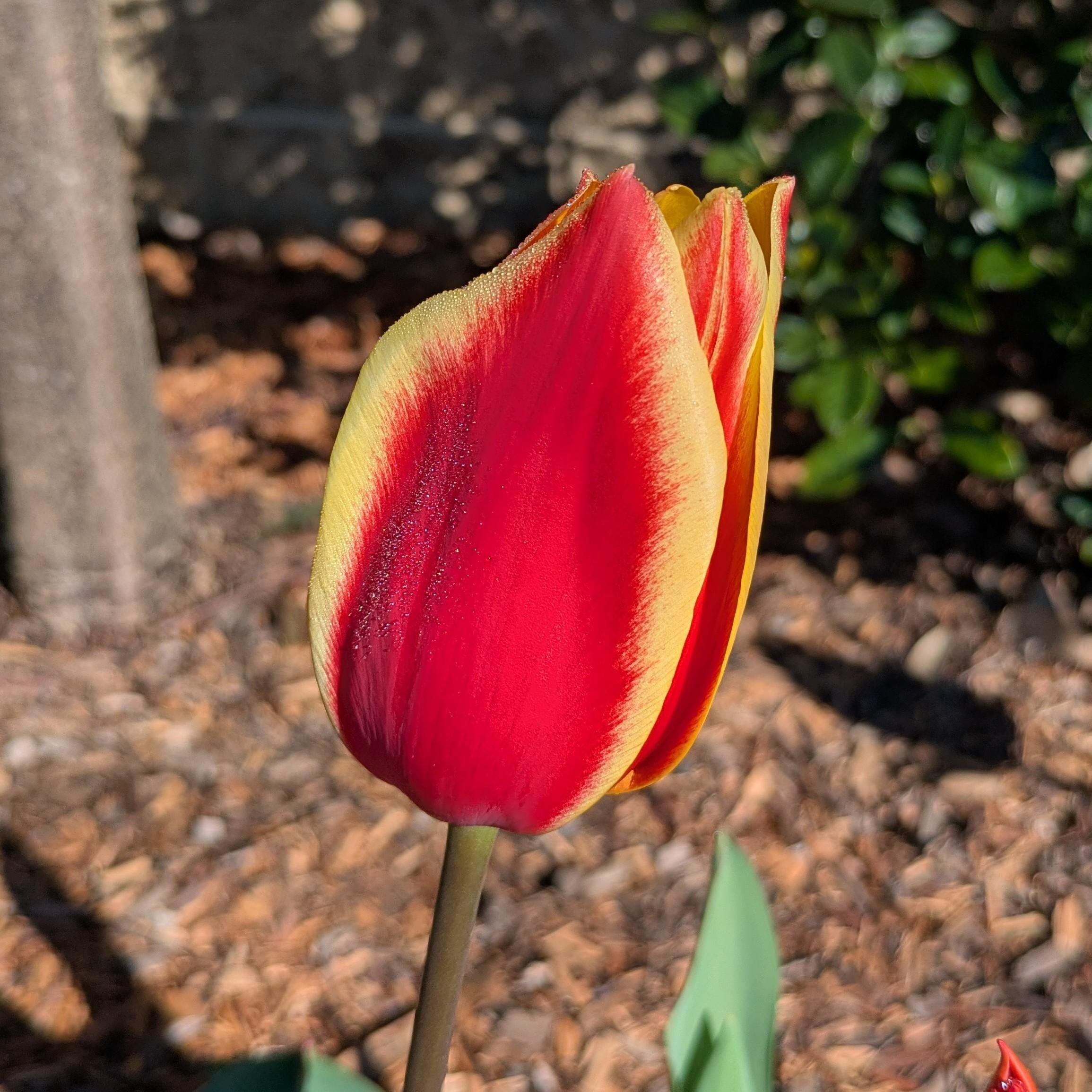 Tulip time down under...