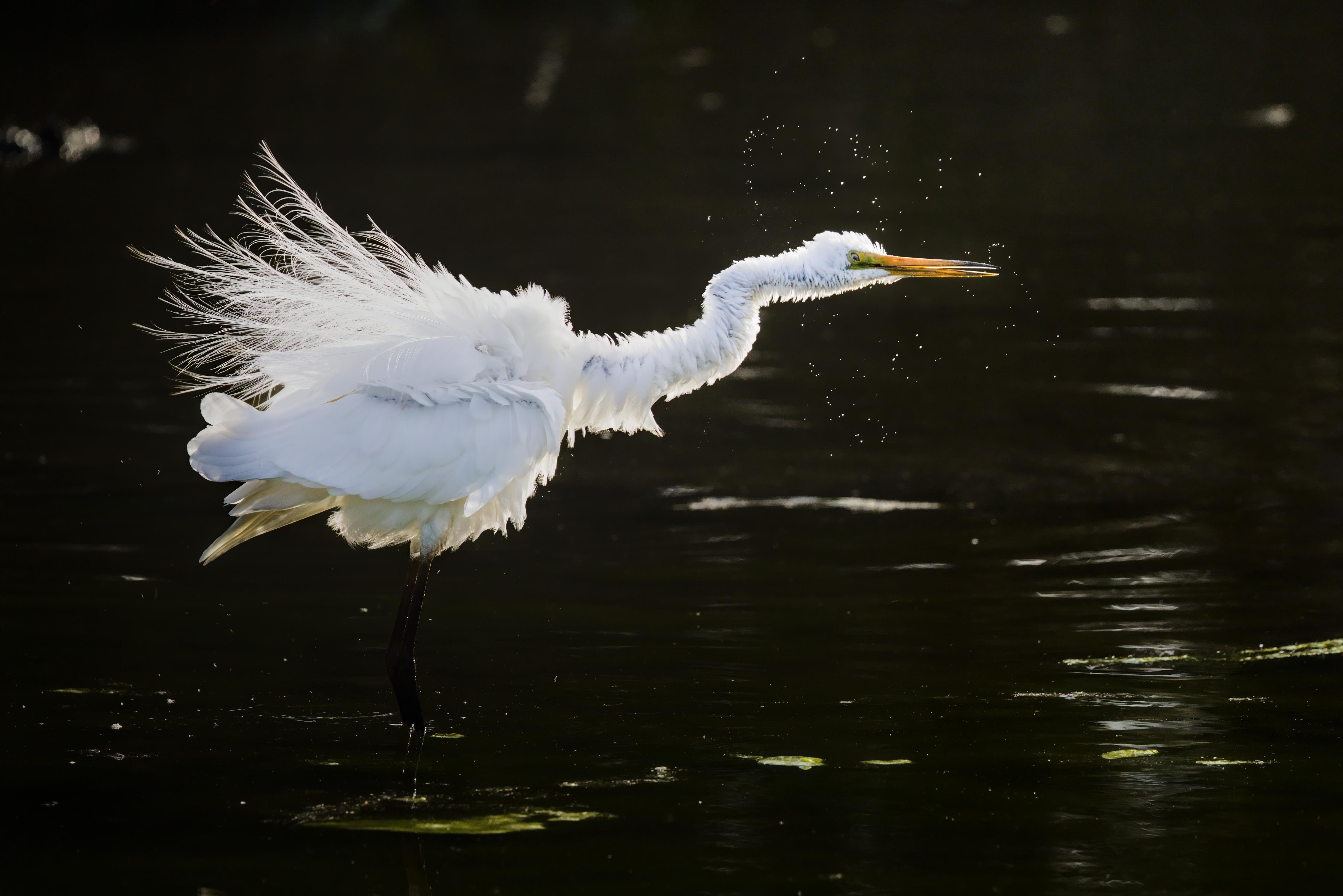 A Great egret standing in dark water, feathers fluffed and wings slightly spread, long neck extended forward with an orange beak