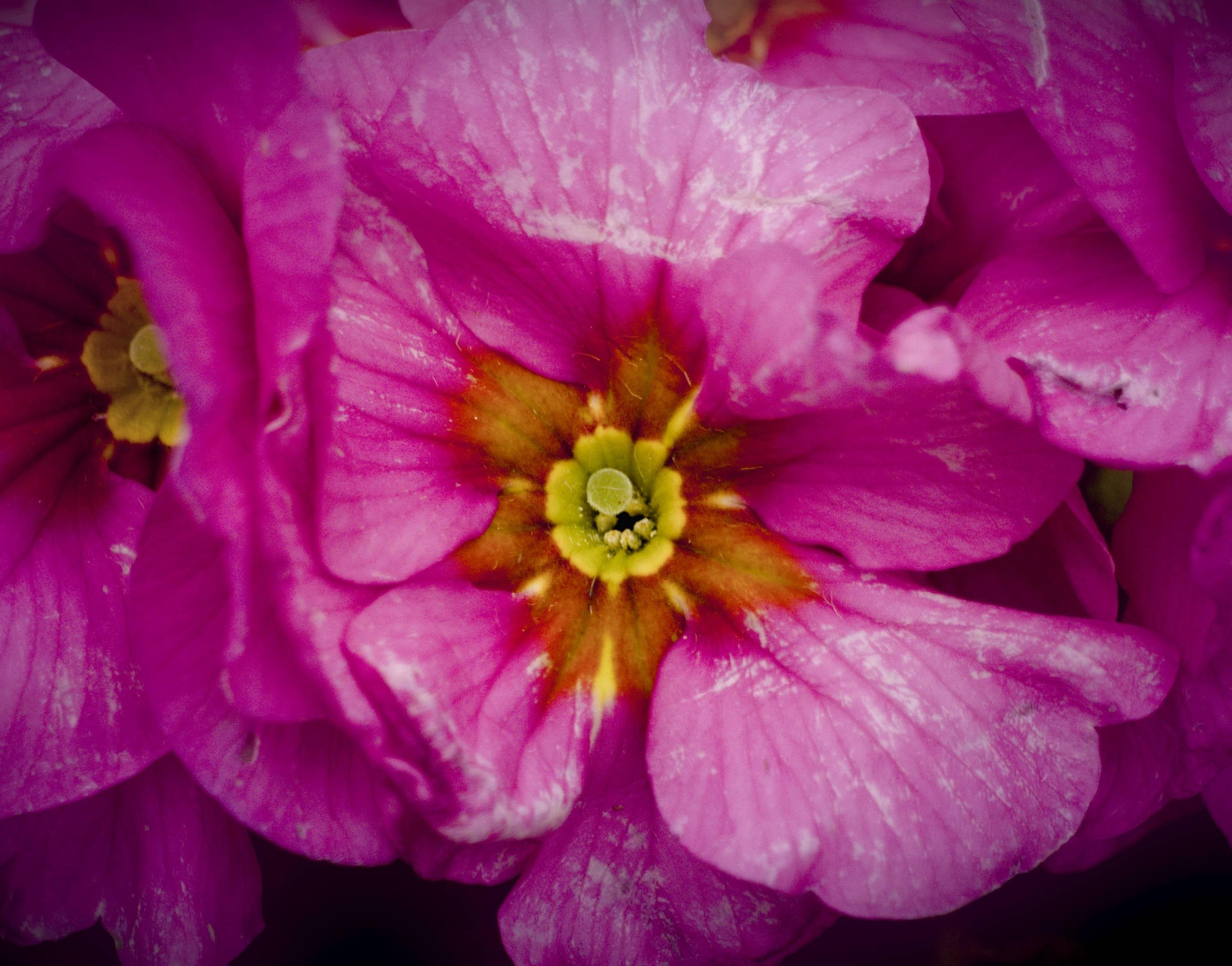 La photographie représente un gros plan d'une fleure rose vif avec un centre jaune, plus précisément une primevère. Les pétales sont détaillés et texturés, et la composition se concentre sur les couleurs vives et les motifs naturels des fleurs.