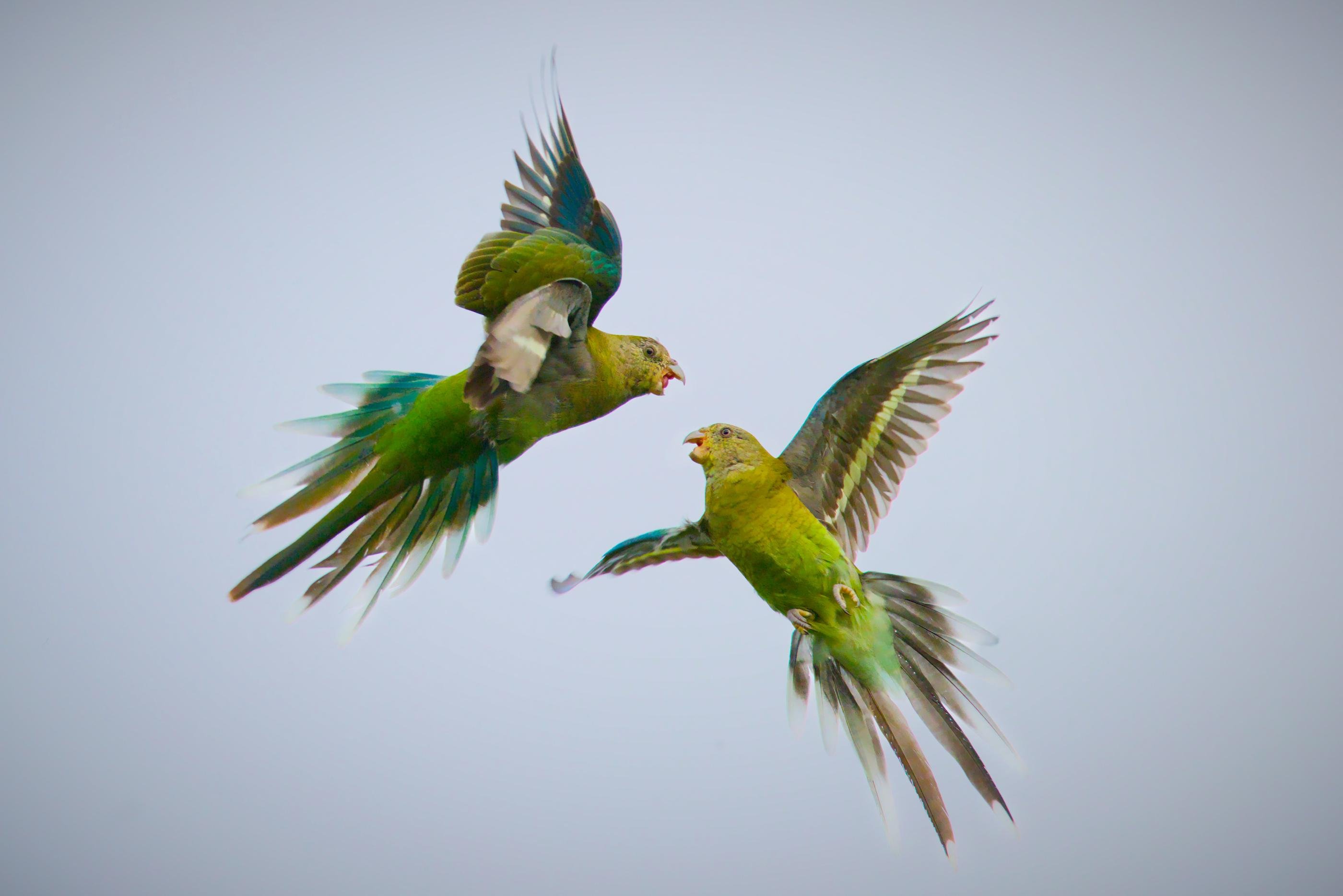 Two female red-rumped parrots mid-flight against a pale gray sky, wings spread wide and beaks open as they face each other near the center of the frame.