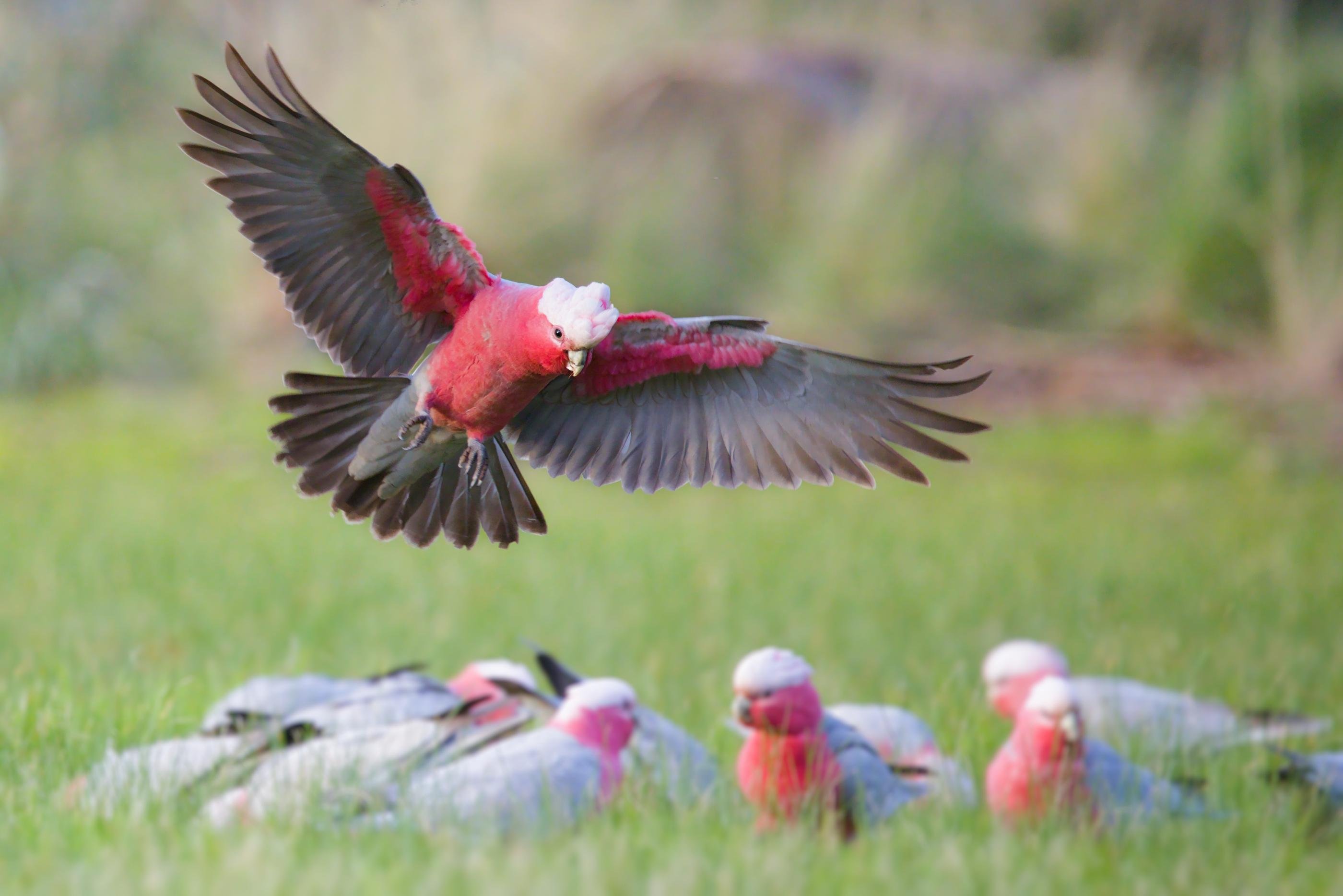 A Galah cockatoo flying with wings spread over a grassy field, with several other galahs blurred in the background.