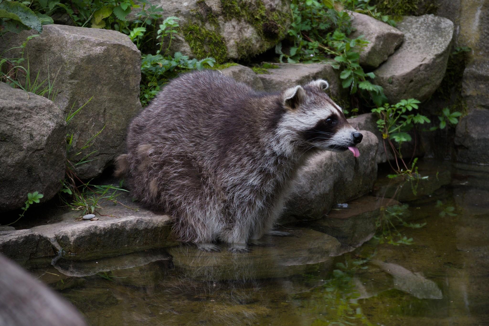 Raccoon crouched on a flat rock at the edge of a shallow pond, facing right with its tongue slightly out; large boulders and green plants in the background with reflections in the water.