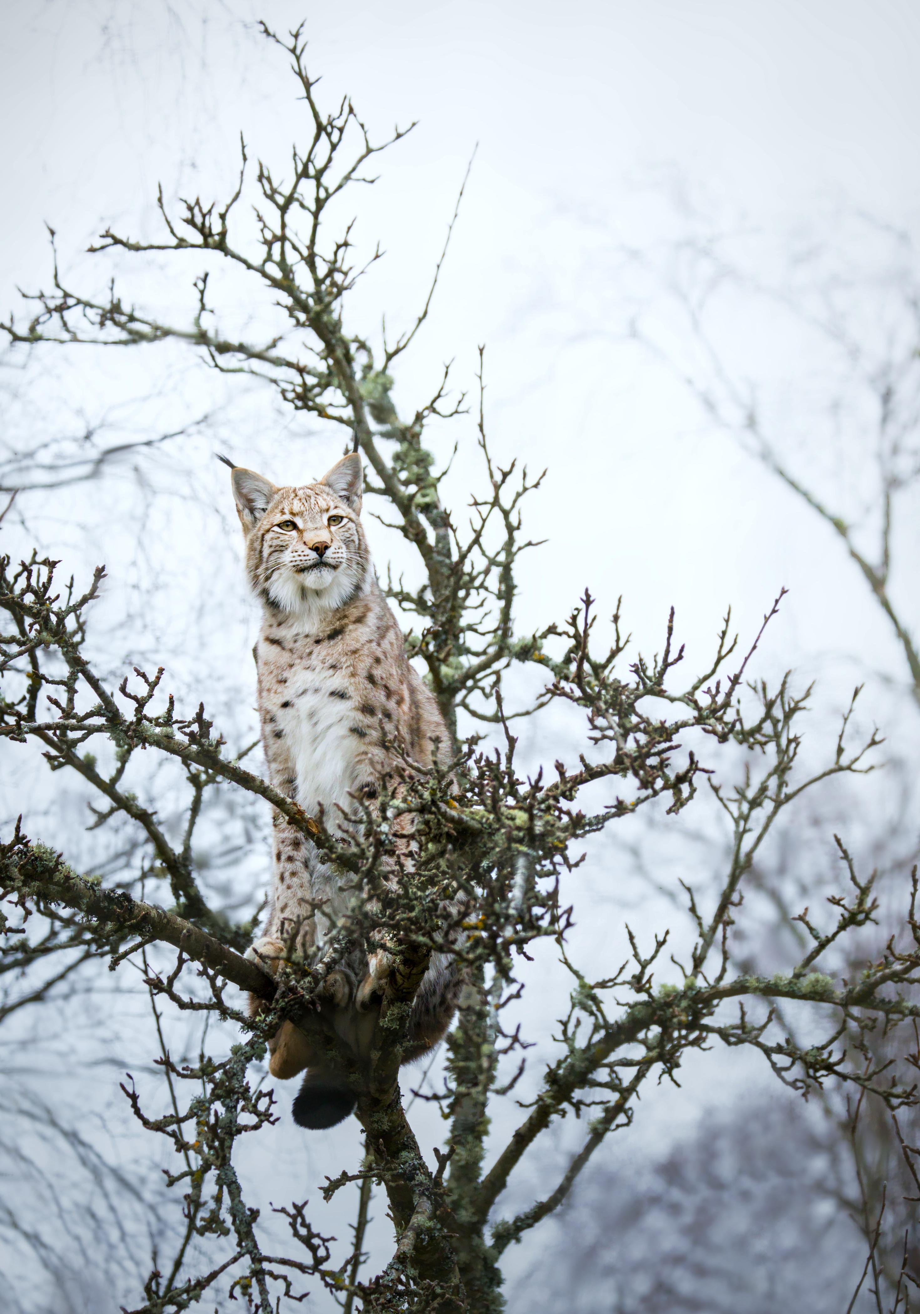 Lynx with tufted ears and spotted fur perched on a lichen-covered, leafless tree branch, looking to the left against a pale, overcast sky with blurred bare trees in the background.