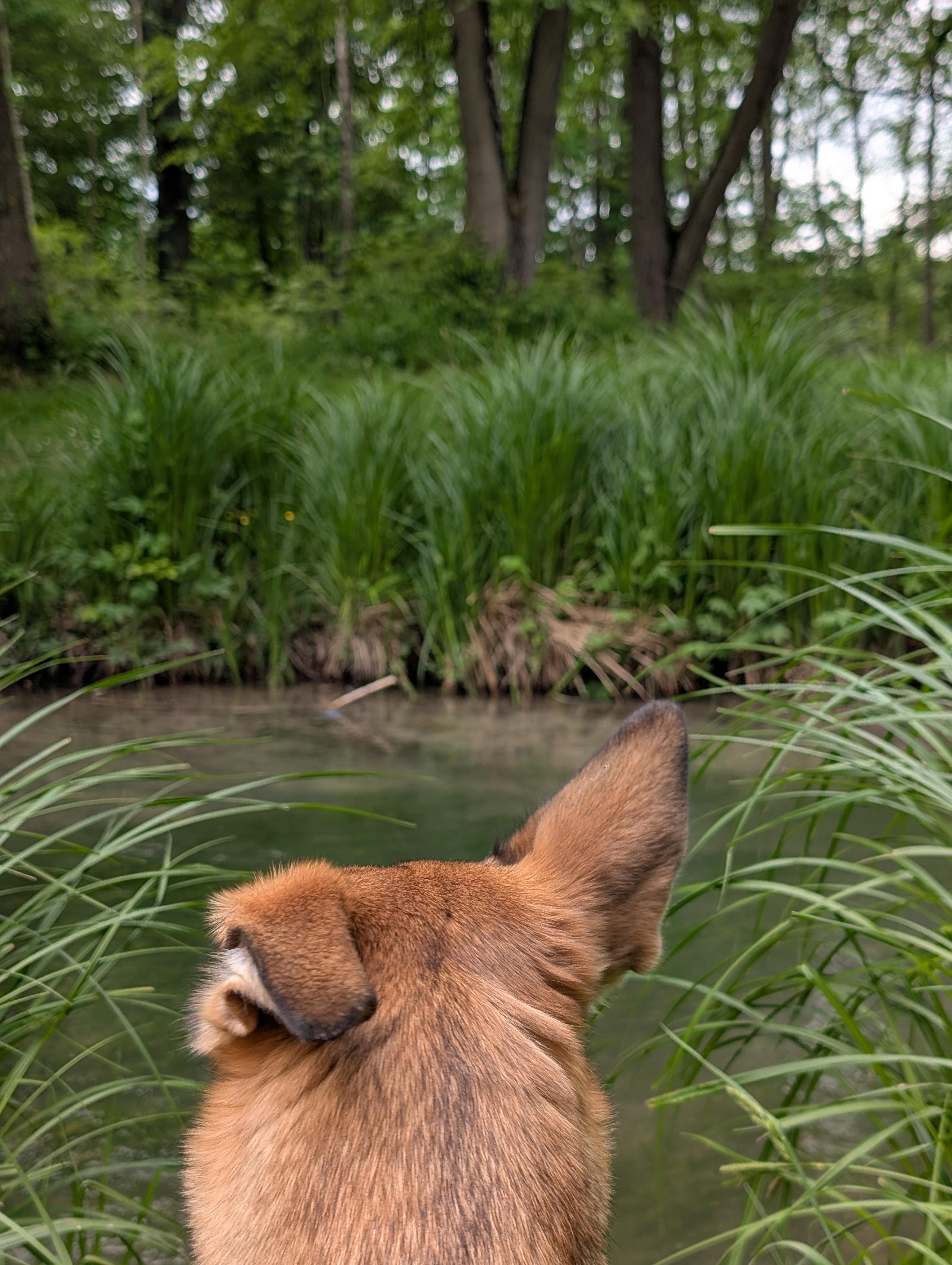 Back view of a brown dog’s head and ears in the foreground, looking across a shallow creek bordered by tall green grasses and trees in a wooded area.