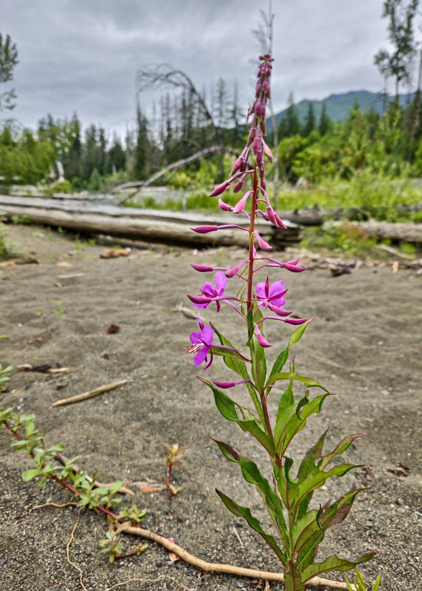 Purple wildflower with multiple blossoms and green leaves in the foreground, set against a sandy area with scattered driftwood. Background features blurred lush greenery and evergreen trees under a cloudy sky.