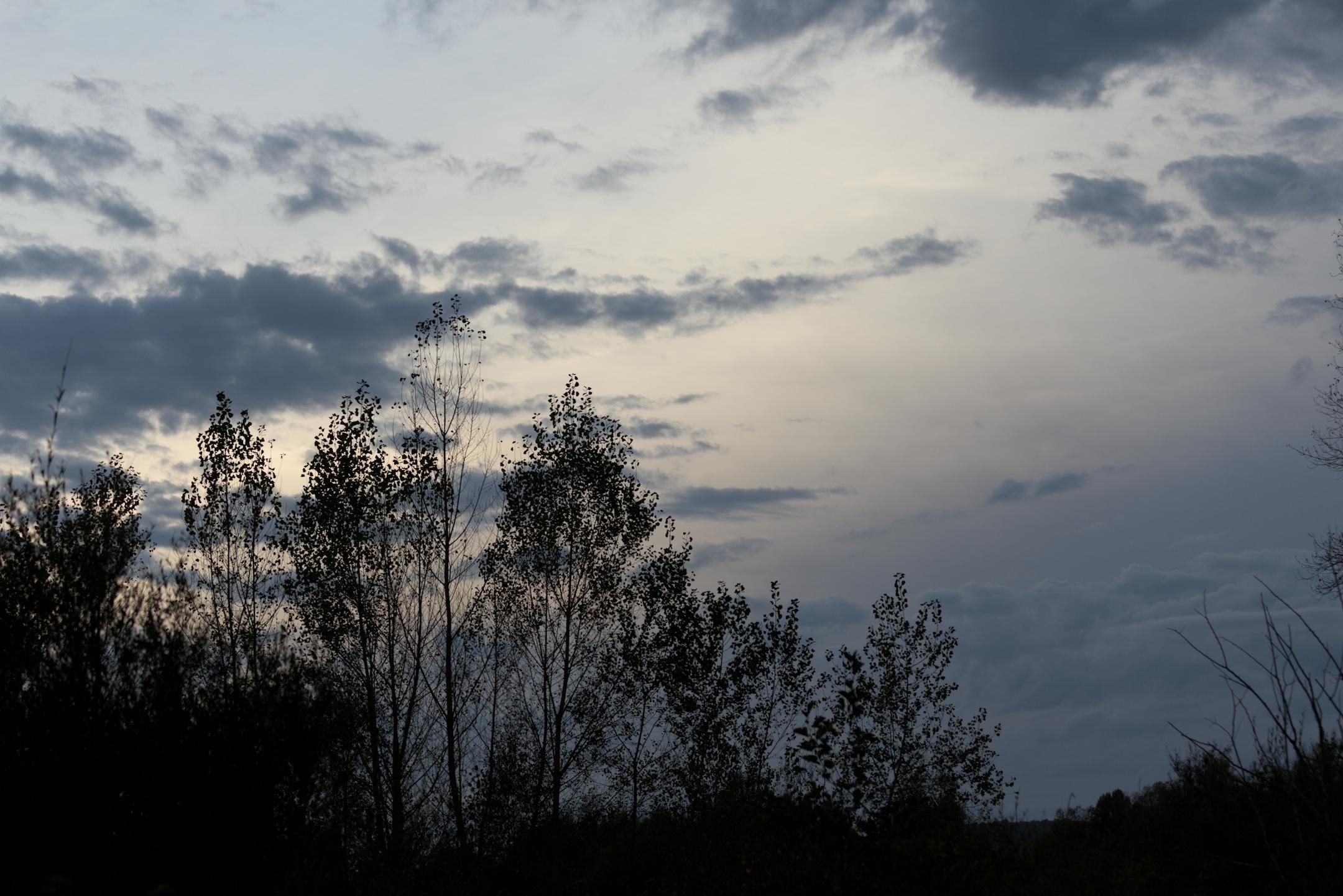 Photo horizontale. La cyme des arbres sous un ciel dégagé avec quelques nuages, sur une lumière de soleil couchant