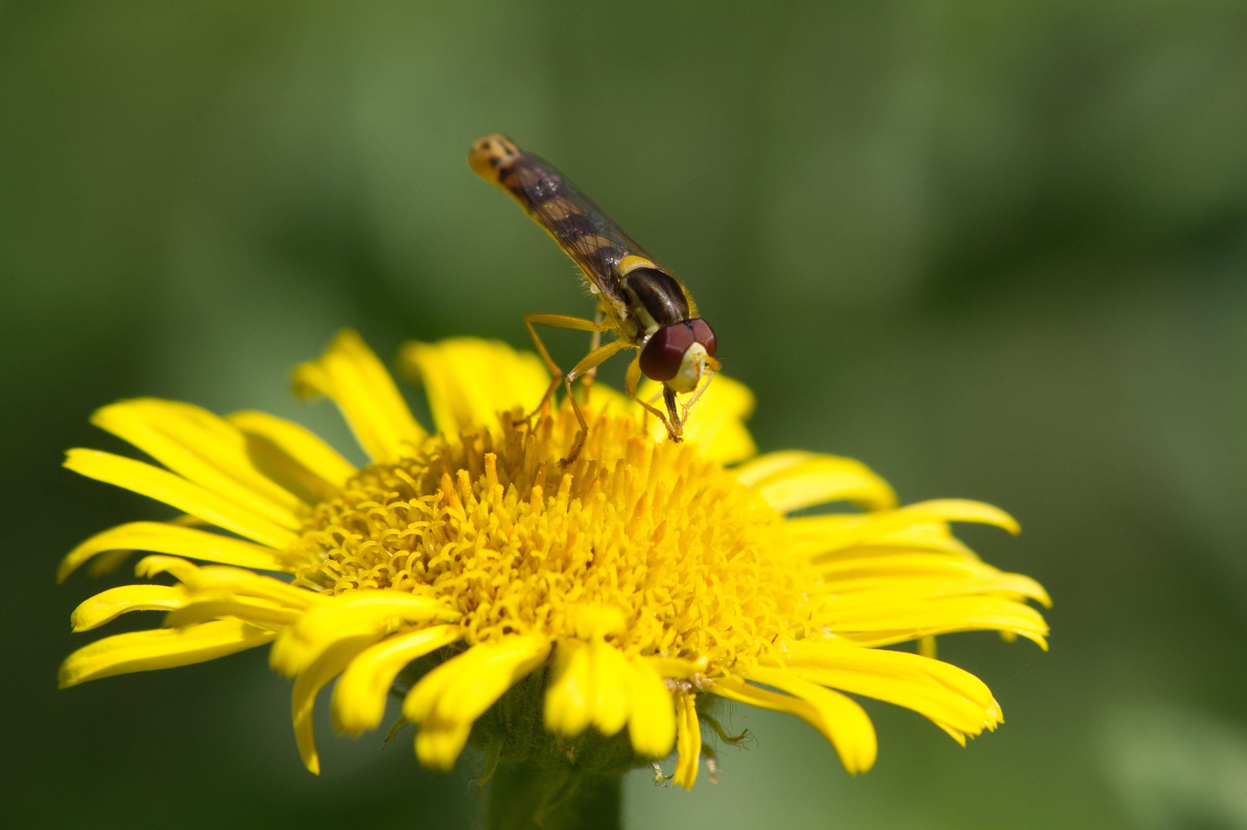 A tiny hoverfly on a yellow flower, with long, yellow legs and a very thin body, wings folded along the body.