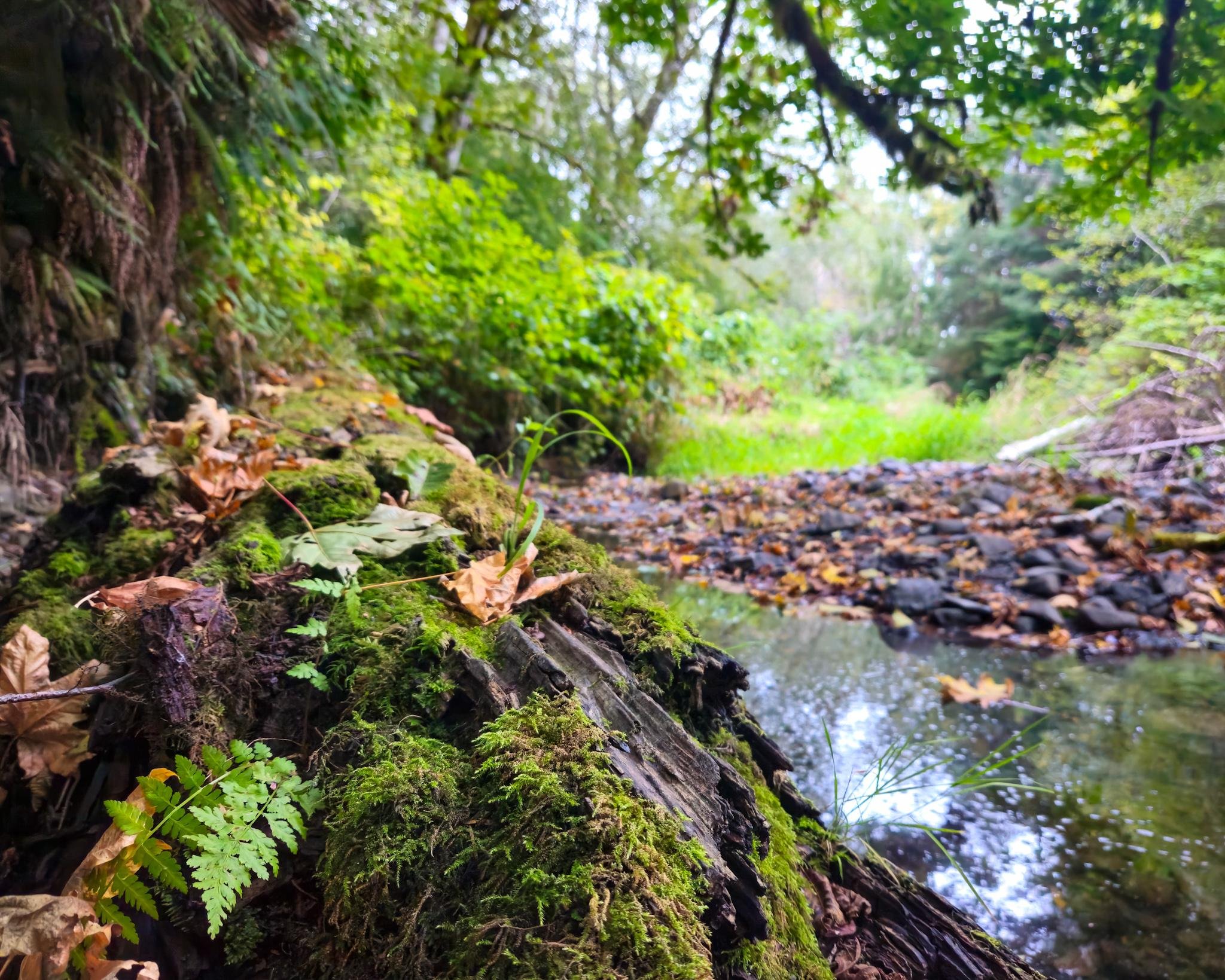 Moss-covered tree stump with fallen brown leaves in the foreground beside a shallow creek, with a rocky bank and dense green forest vegetation in the background.
