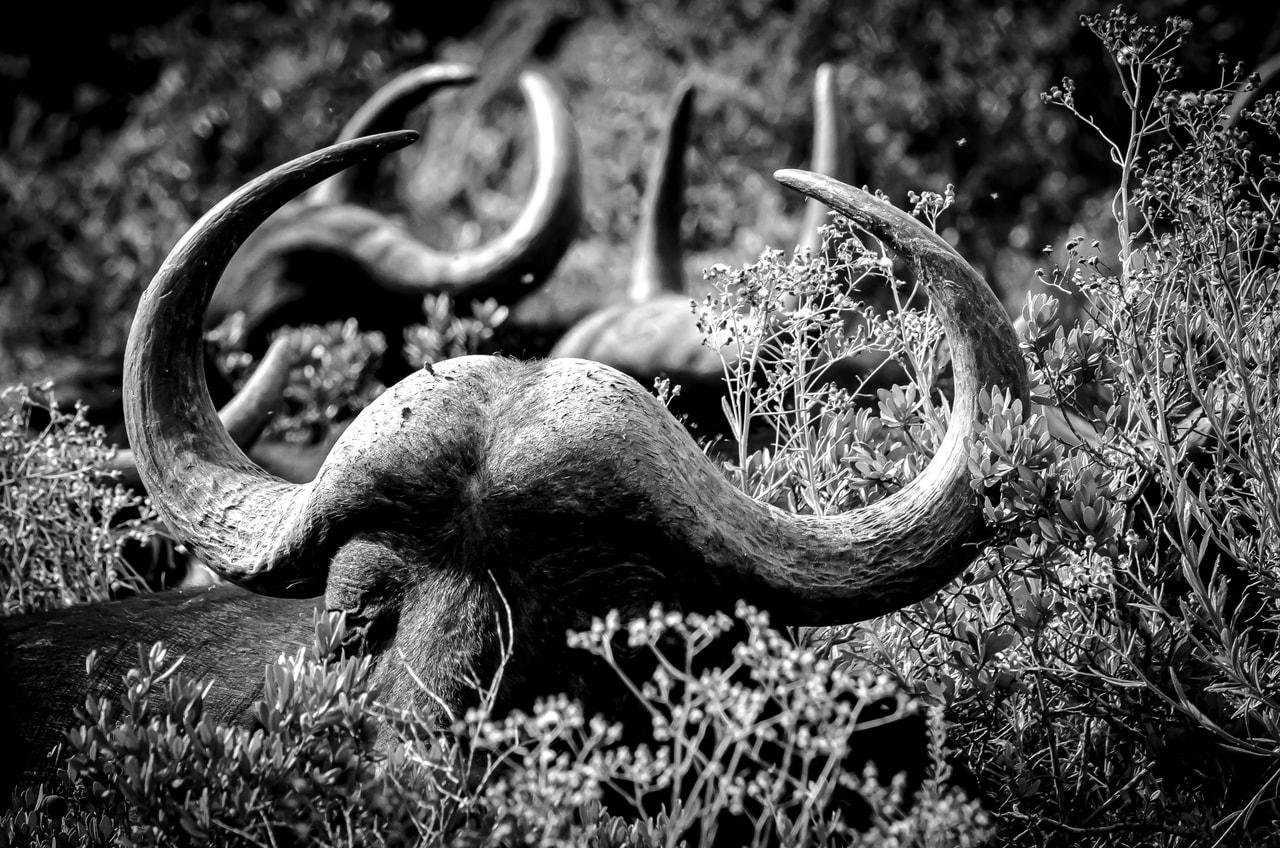 This black and white image features buffaloes with prominent horns resting among vegetation. The focus is on their curved horns, creating a striking visual contrast with the plants around them.