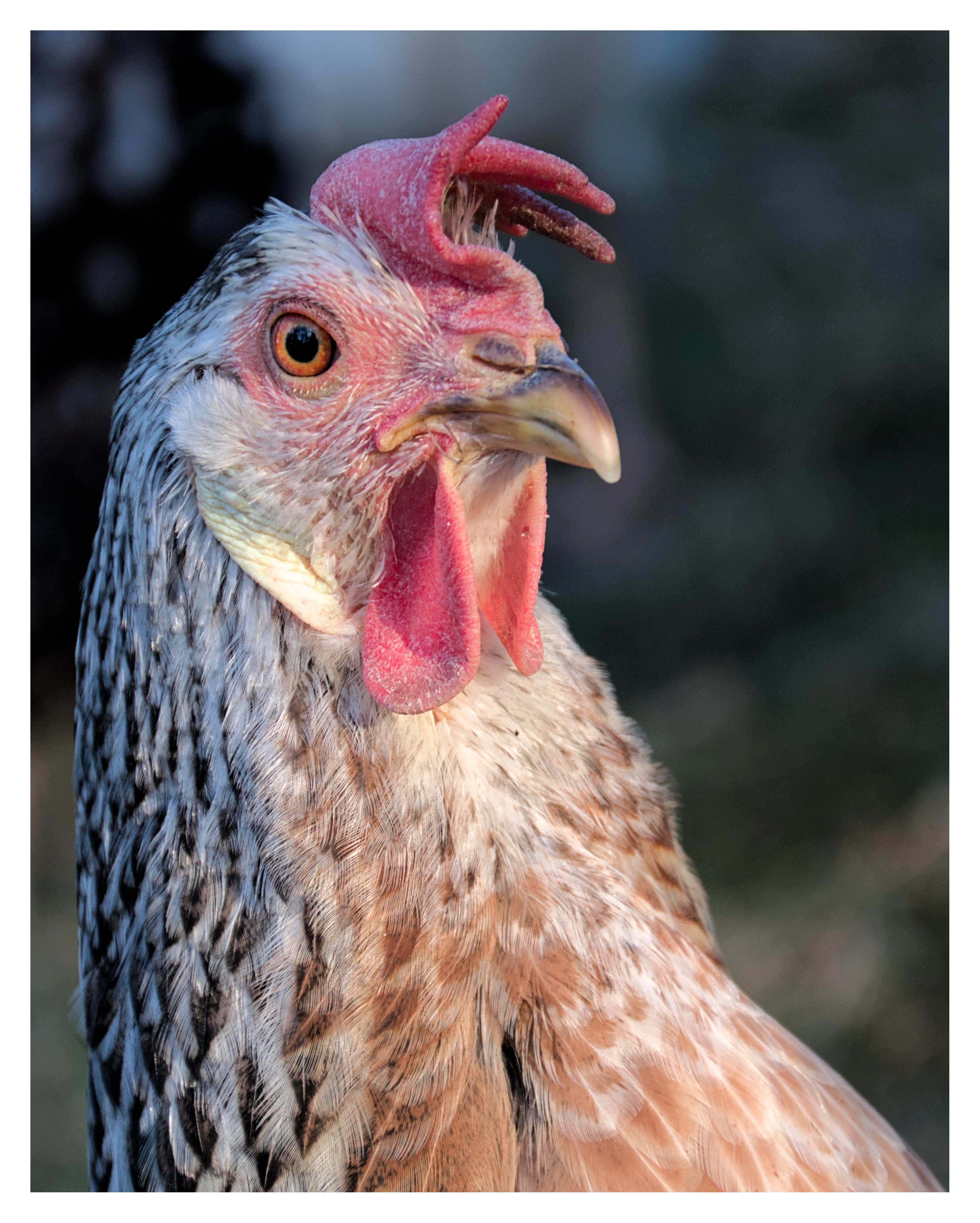The image shows a close-up of a chicken with detailed focus on its head and neck. The chicken has a prominent comb and wattles, and its feathers are a mix of white, black, and brown.