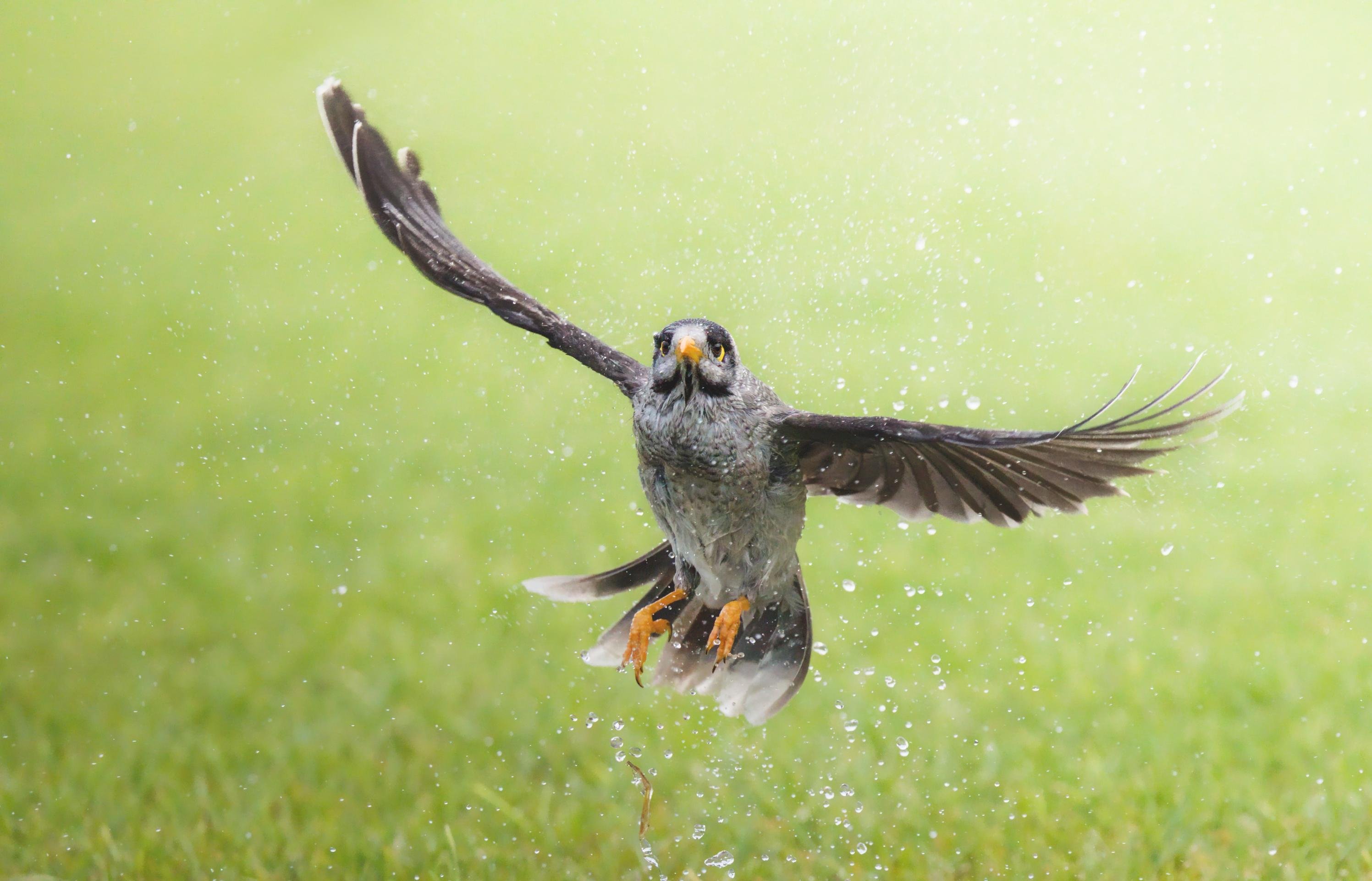 A Noisy miner outstretched wings lifting off from a shallow puddle in a grassy field, water droplets splashing upward around its feet.