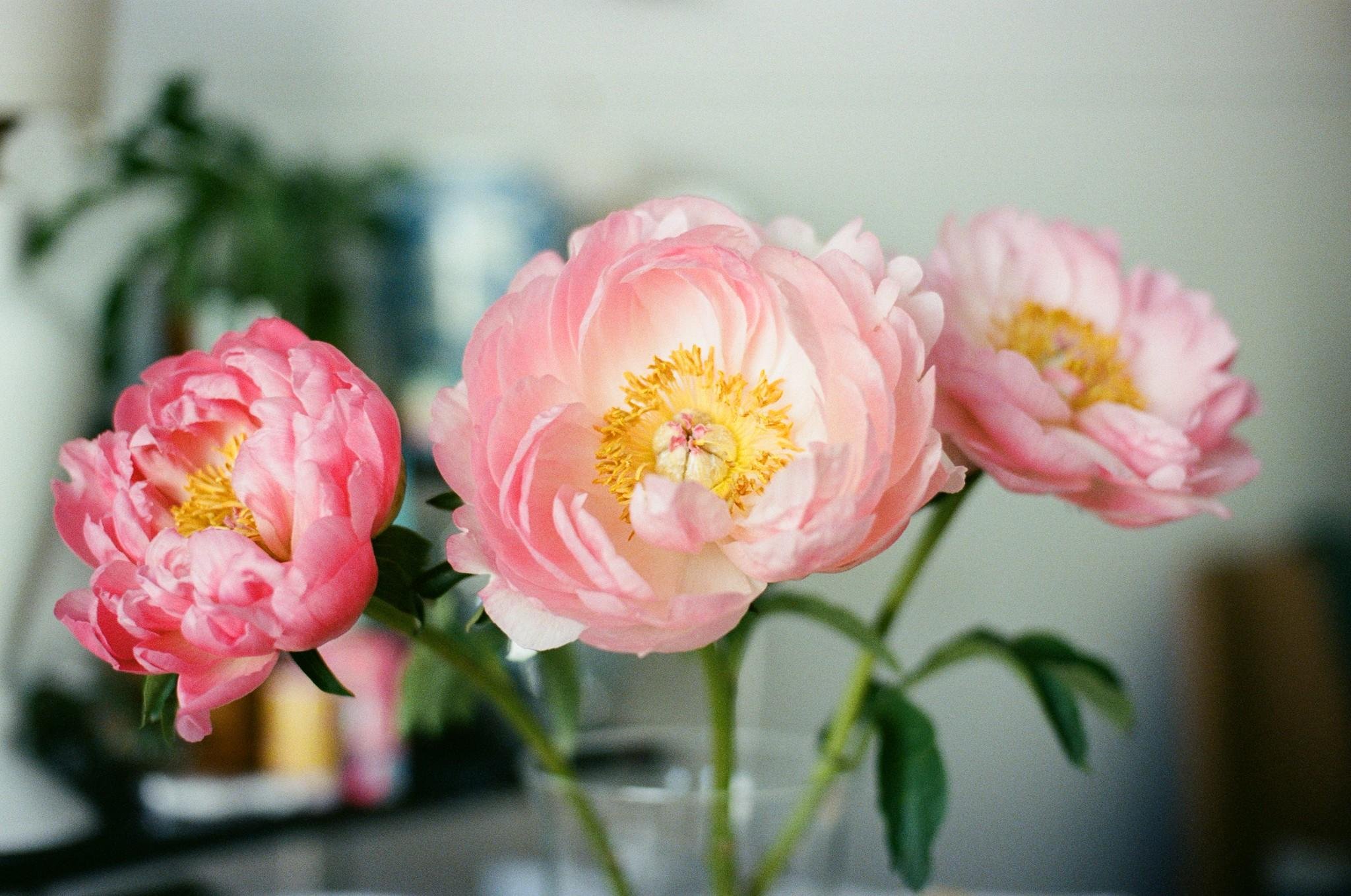 Three pink peonies in a glass vase, photographed close up against a softly blurred indoor background.