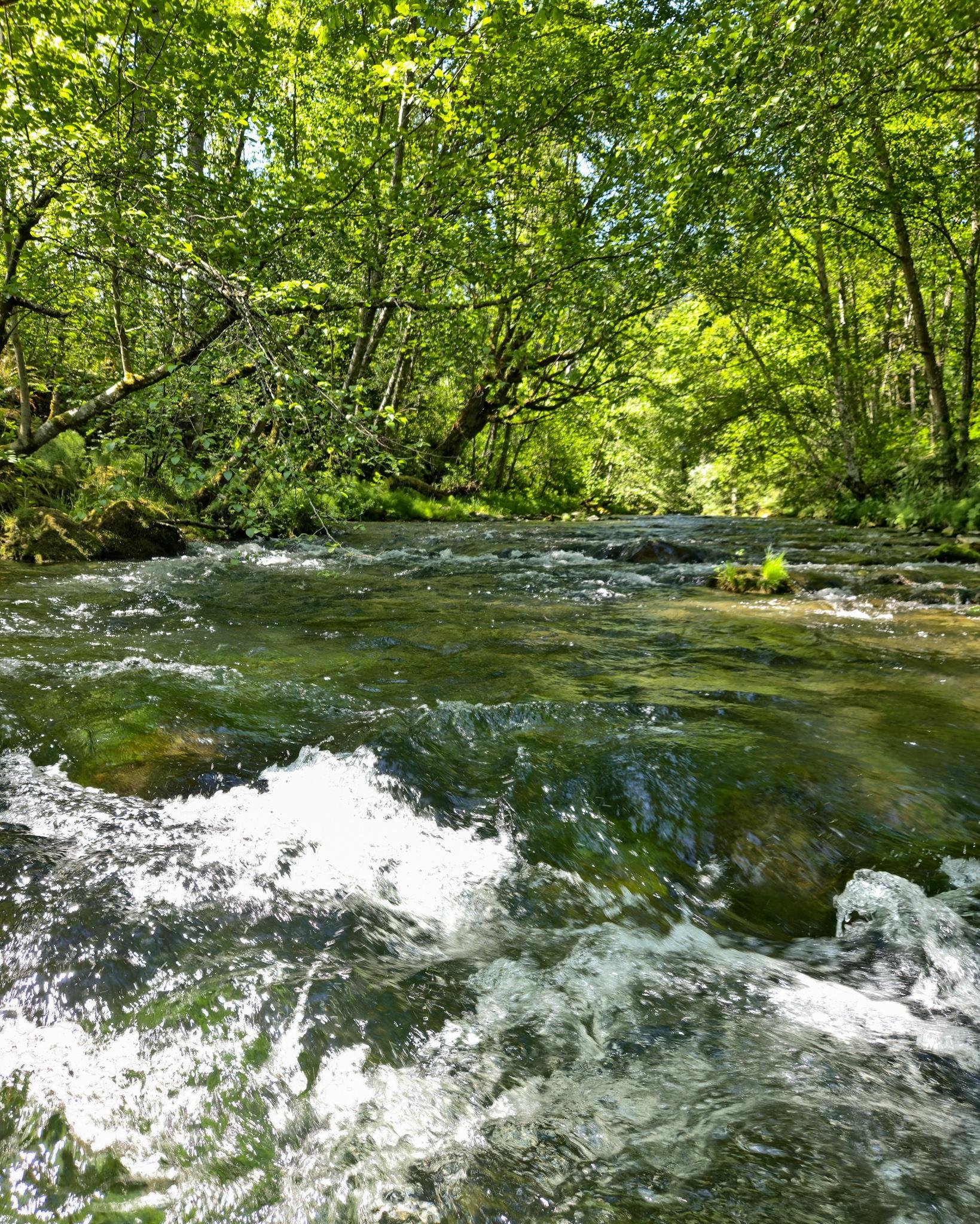 Flowing creek with clear water and visible ripples in the foreground. Surrounding dense green trees with leafy branches arching over the stream, creating a canopy. Sunlight filters through the leaves, casting dappled light on the water and foliage.