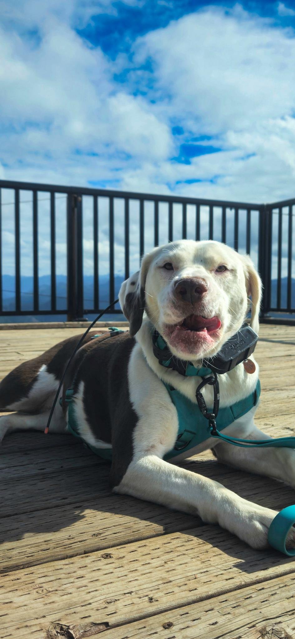 An anxious white and red-brown dog with floppy ears lies on a wooden overlook deck, wearing a teal harness and black collar. Behind the dog, a black metal railing frames distant blue mountains under a bright sky with fluffy white clouds.
