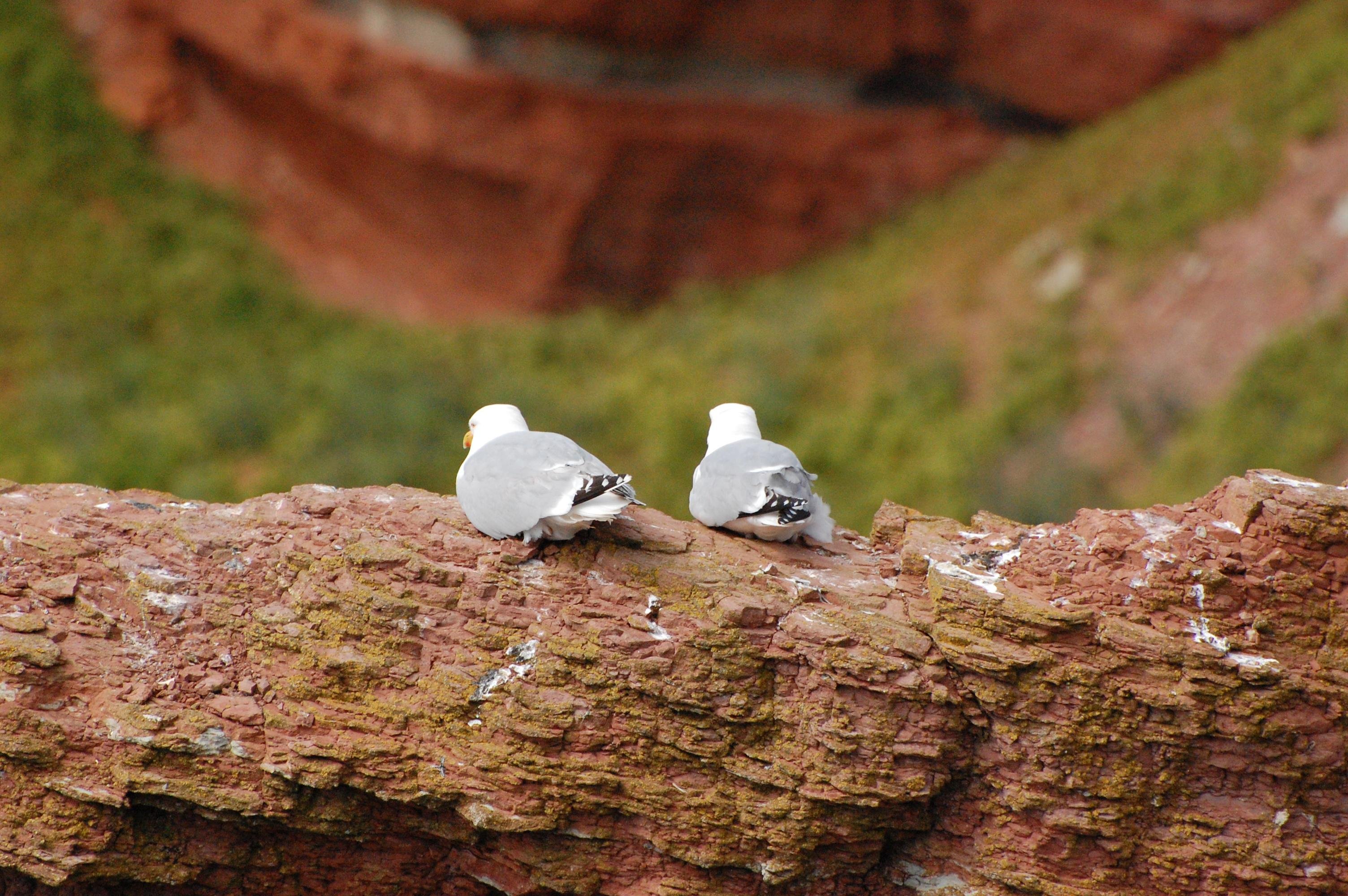 Two seagulls perched on a rugged, brown rock formation, facing away. The background shows blurred green and brown hues, suggesting a natural, earthy landscape.