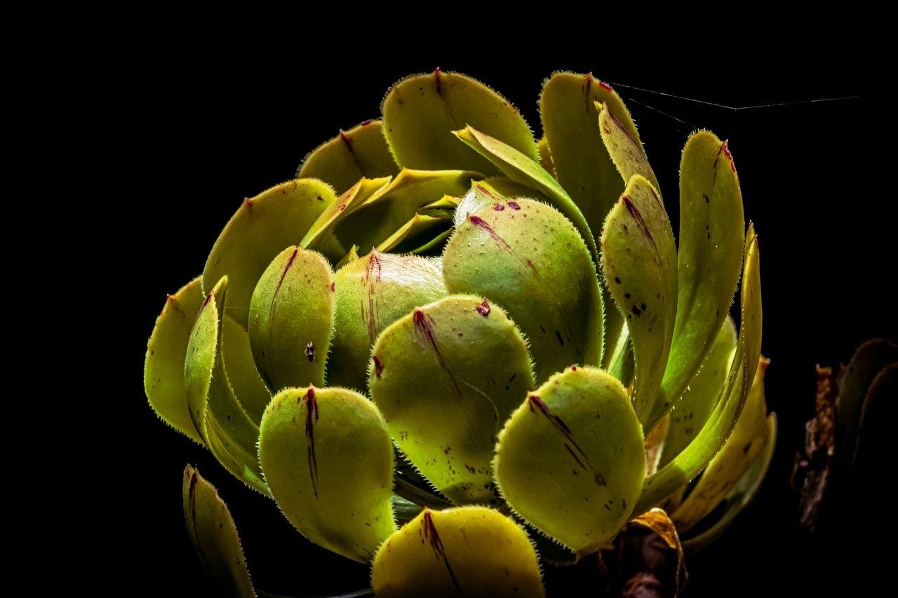 This image shows a close-up of a succulent plant against a dark background. The plant has round, fleshy green leaves with reddish tips, typical of many succulent species. The lighting highlights the texture and detail of the leaves.