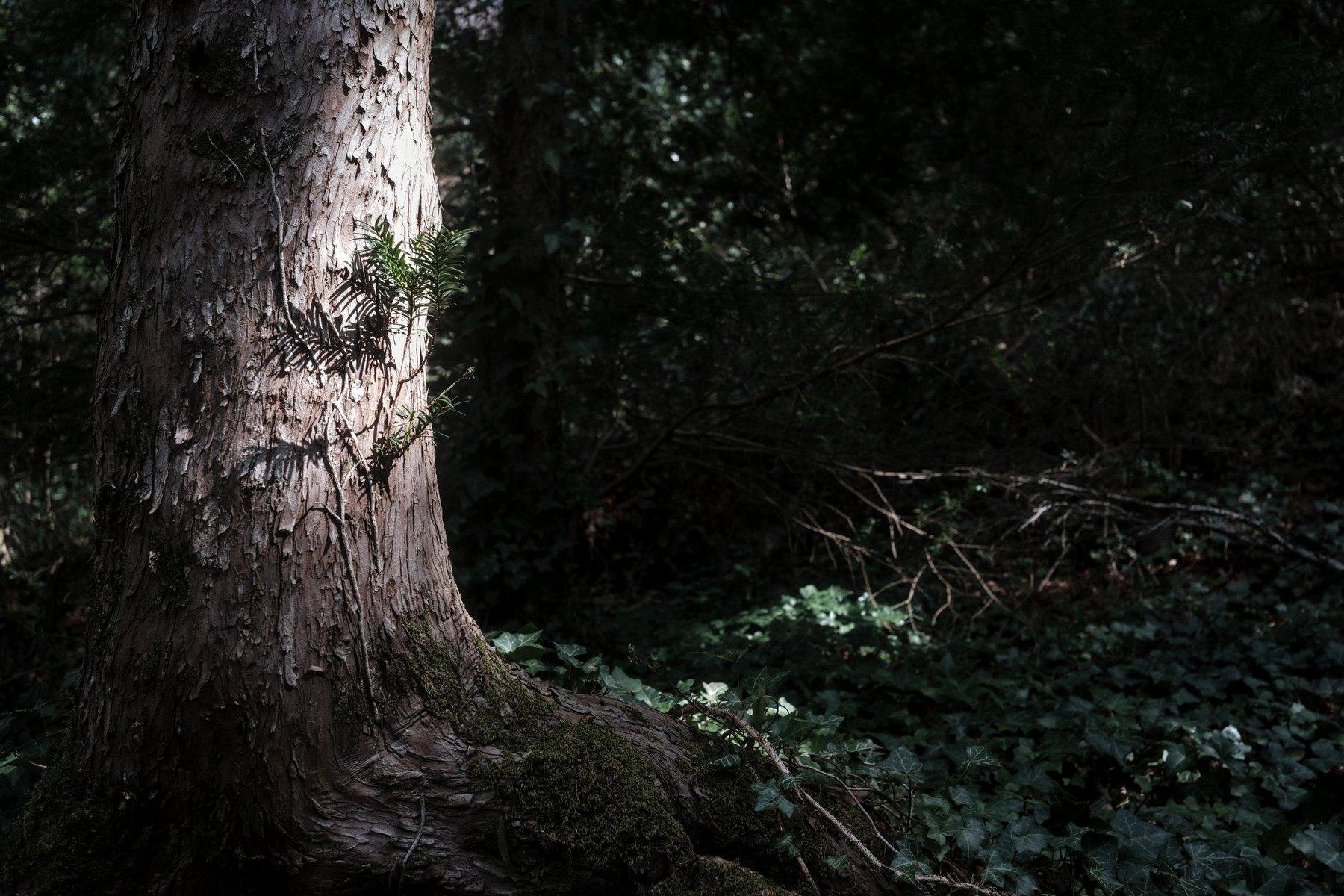 Photo horizontale. Une petite pousse partant d’un tronc d’arbre est éclairé par le soleil passant à travers les feuillages