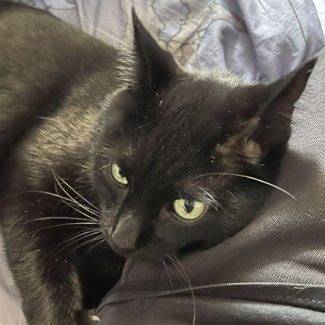 Scharzer Kater, liegt mit dem Kopf angelehnt, an meinem Bein und schaut zur Seite.