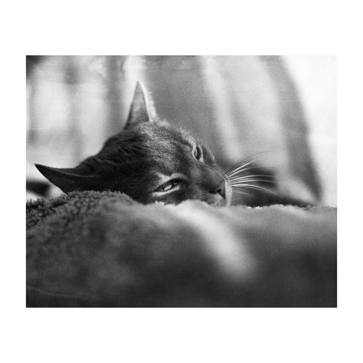 The image depicts a close-up, black-and-white photograph of a cat resting on a soft surface. The cat appears to be in a relaxed pose with its head resting on what looks like a blanket or fuzzy material. The image has a calm and serene mood.